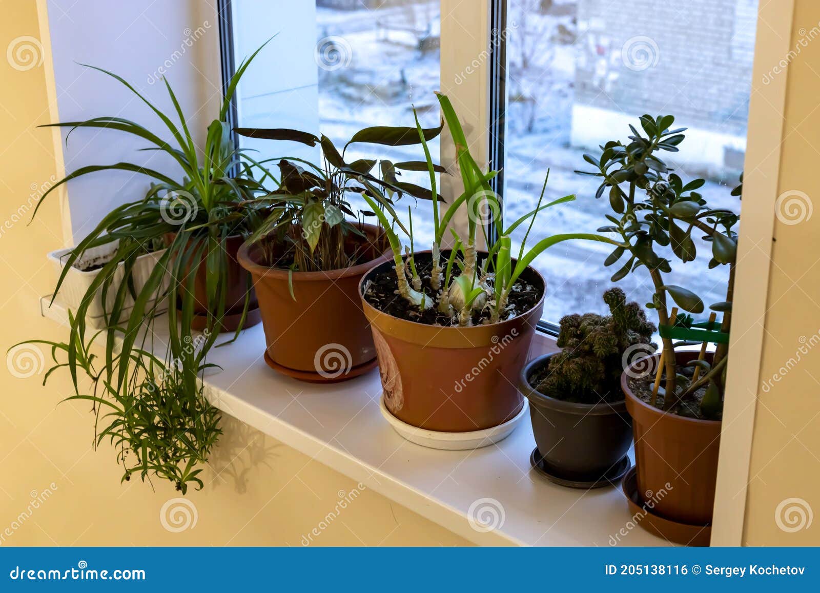 Flowers in Pots Grow on the Windowsill. Stock Photo Image of flavor