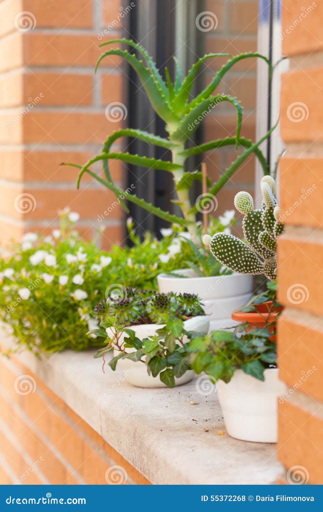 Flowers in Pots on Windowsill. Stock Photo Image of window, fresh