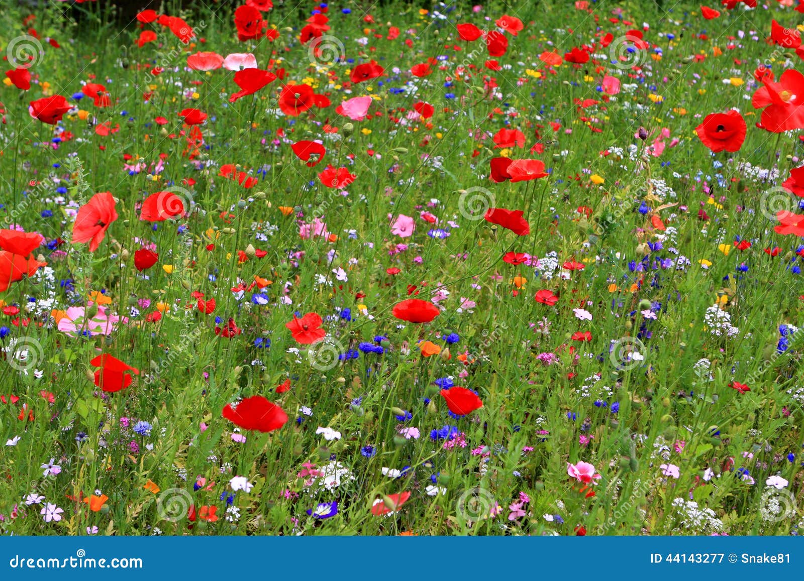 Flowers, Potsdam stock image. Image of fresh, season 44143277