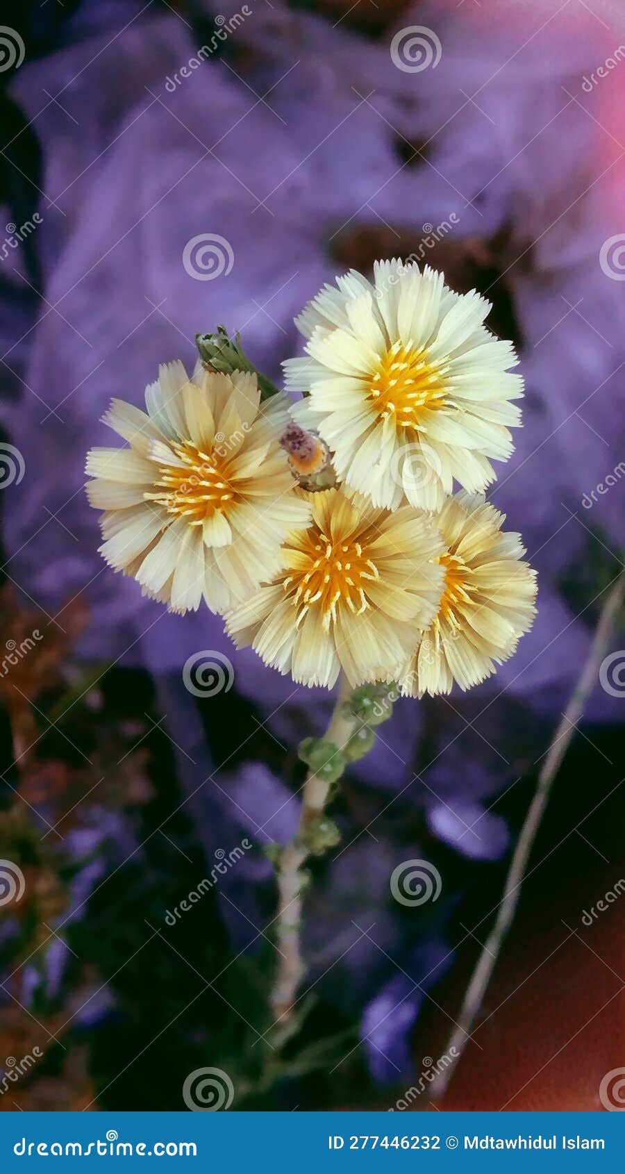 Flowers of Prickly Lettuce & X28;Lactuca Serriola& X29; Stock Photo