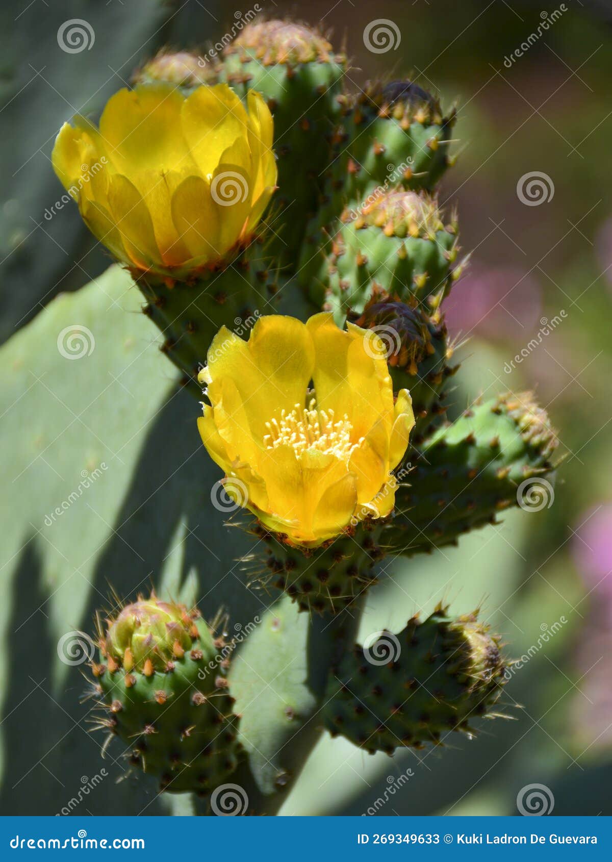 flowers and prickly pears on a prickly pear tree