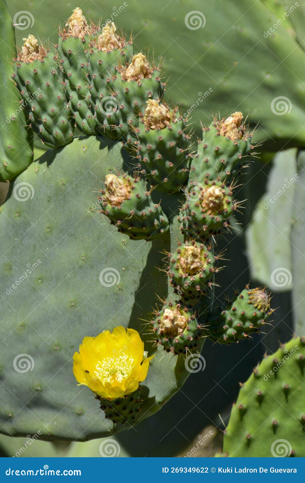 flowers and prickly pears on a prickly pear tree