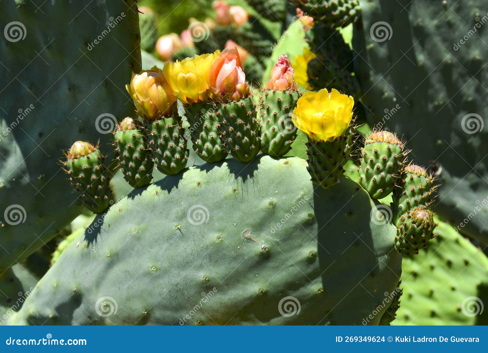 flowers and prickly pears on a prickly pear tree