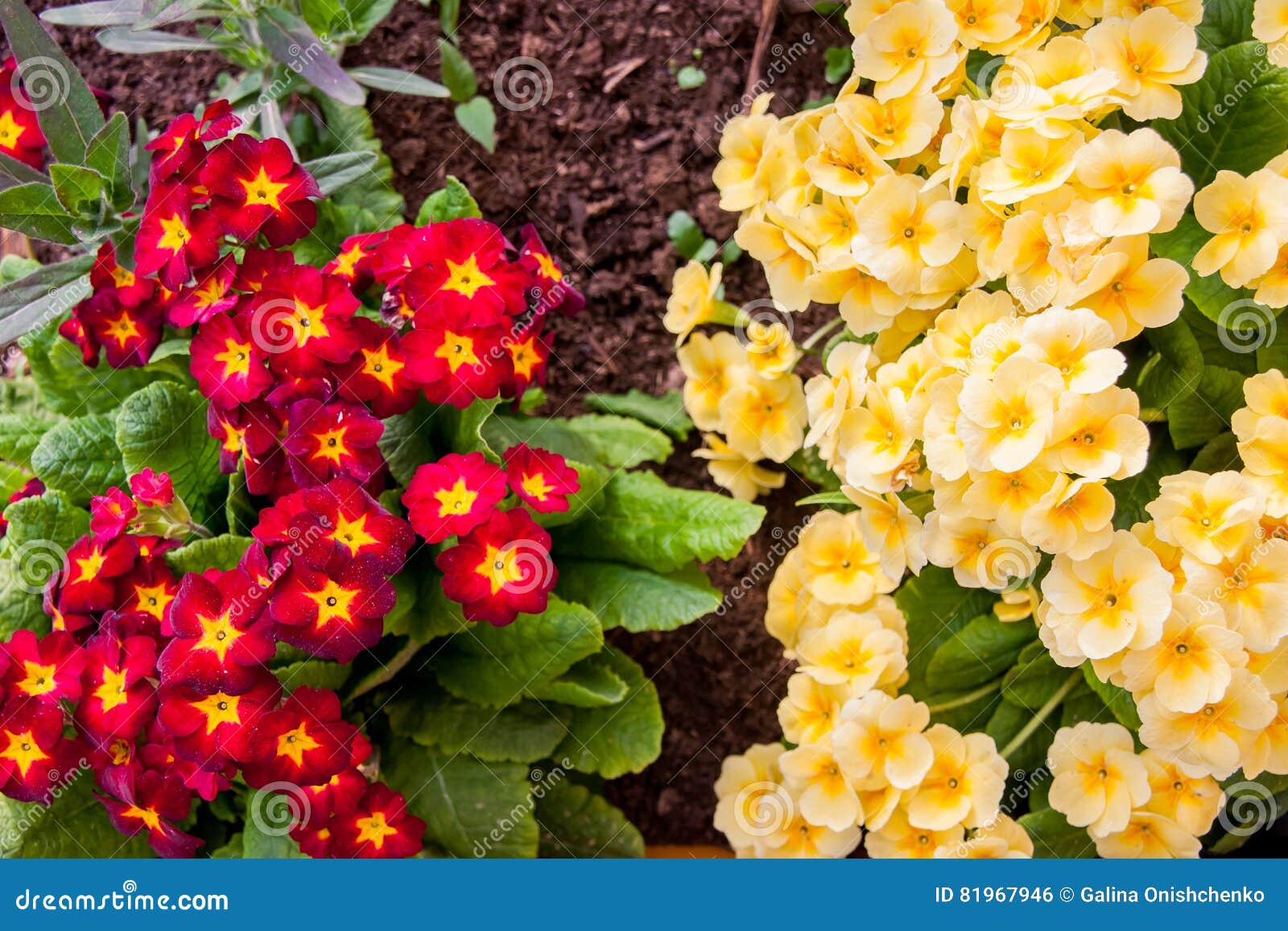 Flowers Primula Bright Cherry and Yellow Color Stock Photo - Image of ...