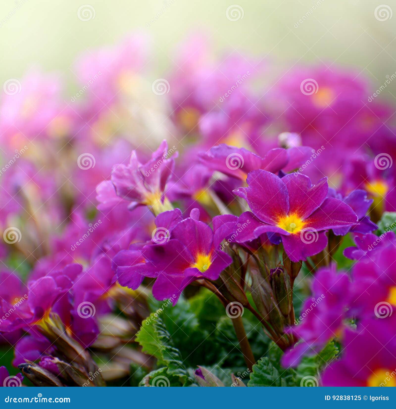 Flowers Primula juliae Julias Primrose or purple primrose in the spring garden. Primrose purple flowers Primula Vulgaris. Purple primroses. Primula flowers growing in the spring.