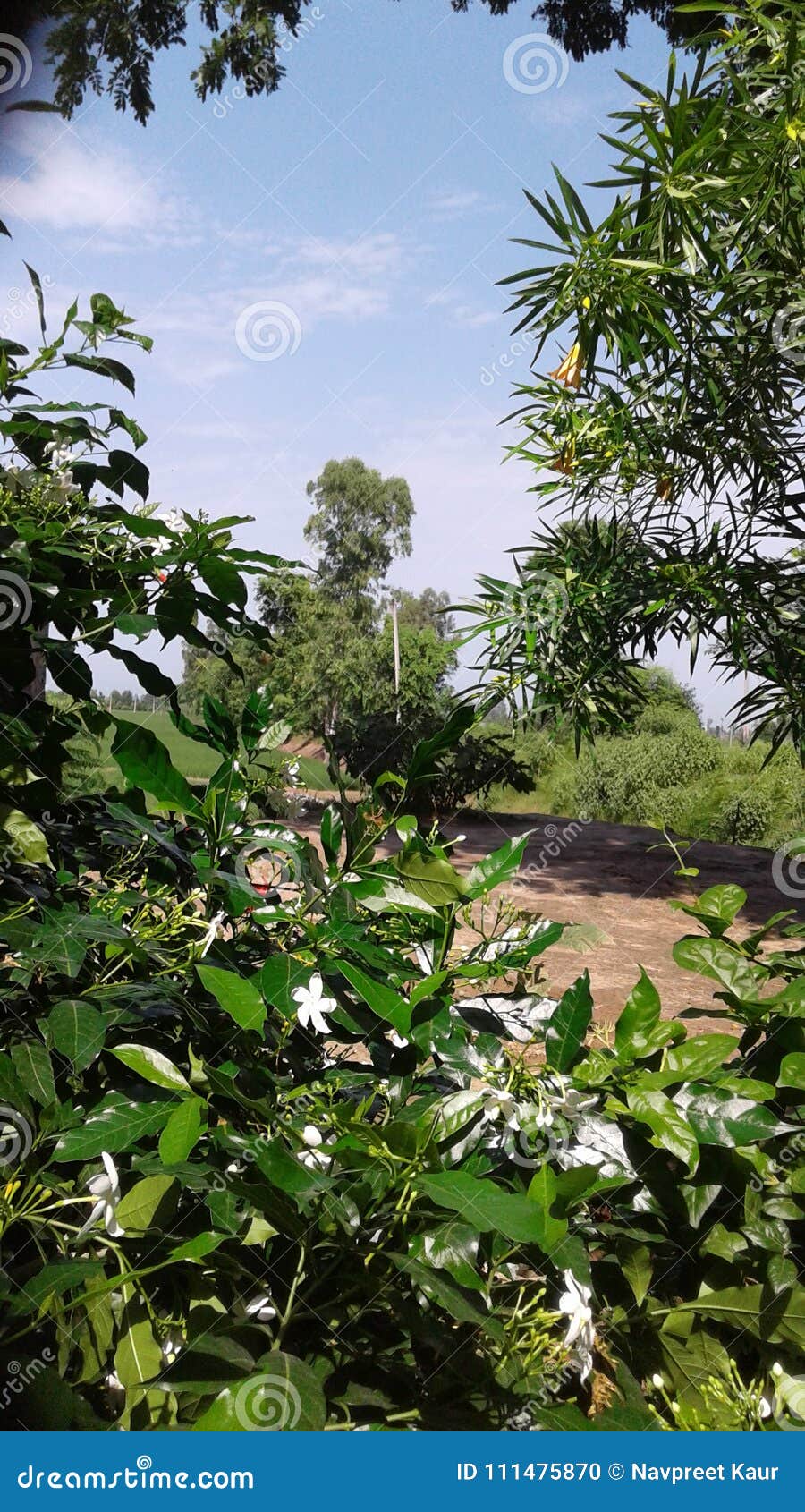 Flowers in punjab stock photo. Image of beautiful, environment 111475870