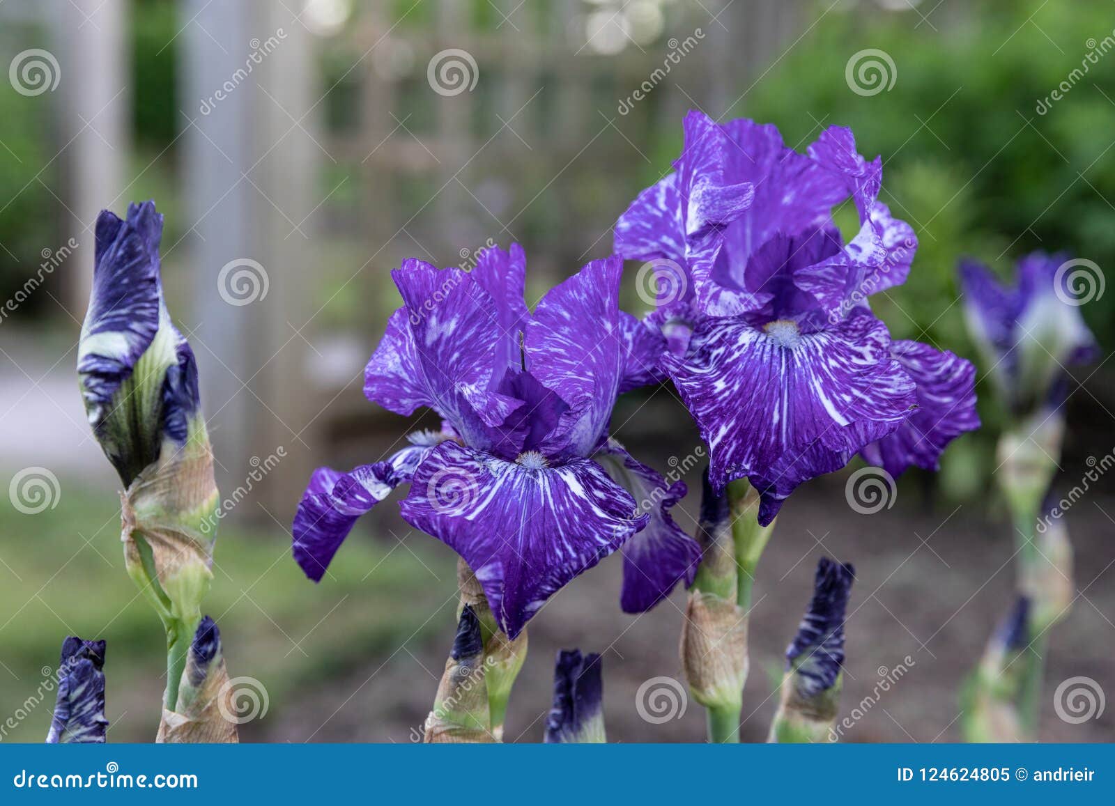flowers.purple flowers.iris. flowers in garden.