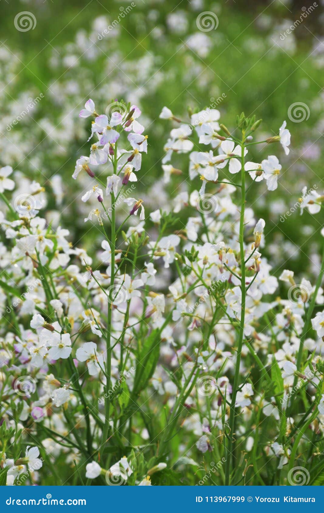 Radish flowers stock image. Image of pale, food, radish 113967999