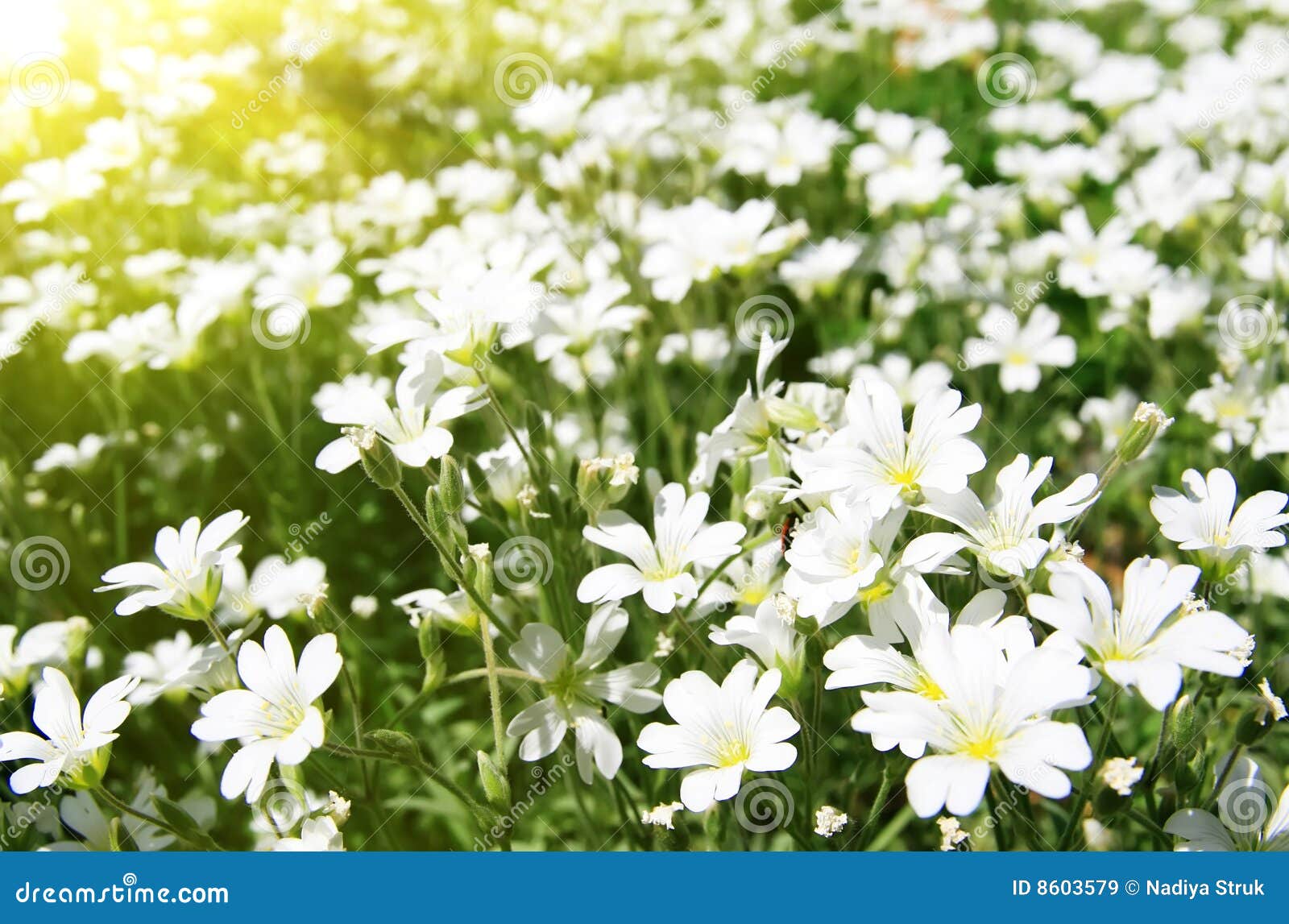 White flowers are in the rays of light