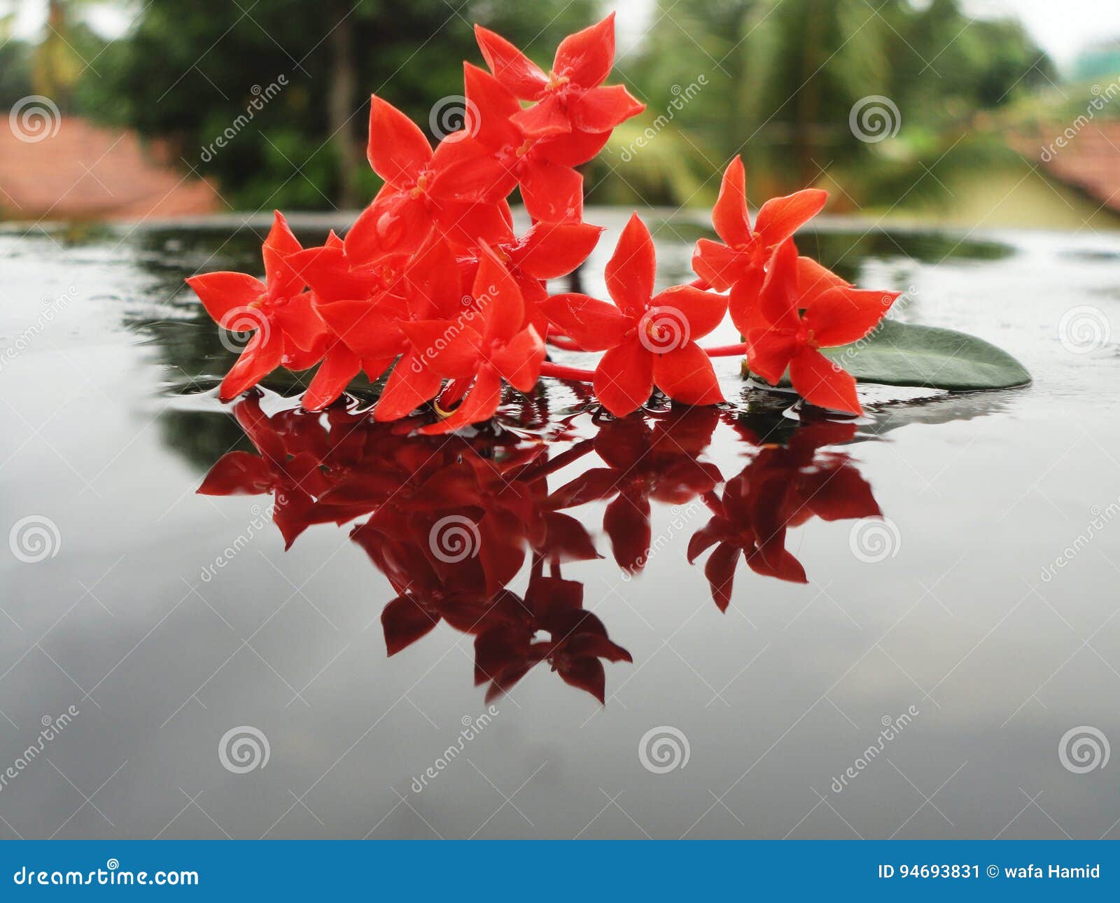 Flowers red stock image. Image of beautiful, flowers 94693831