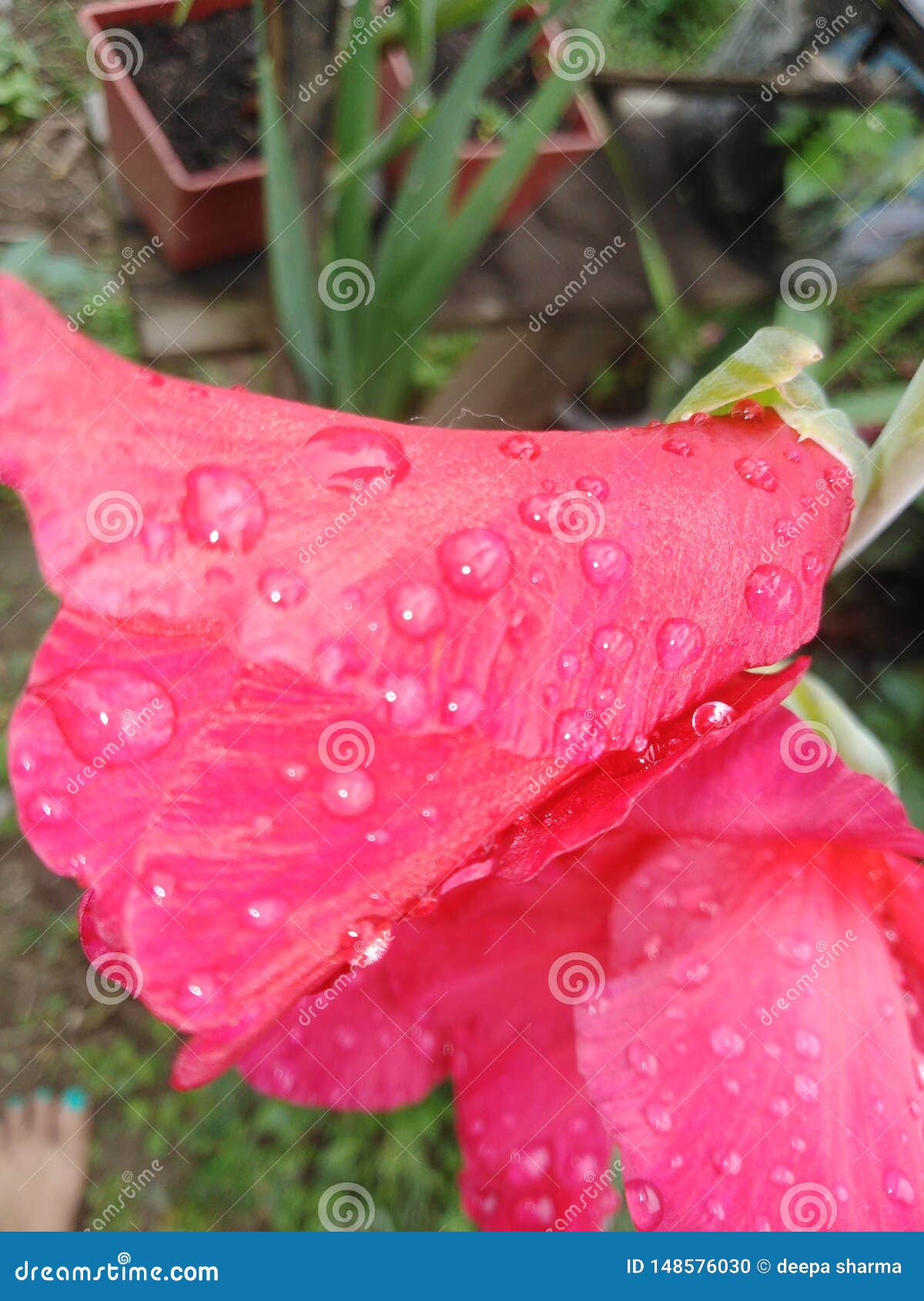 Flowers Red and Drop of Water Stock Photo - Image of moring, drop ...