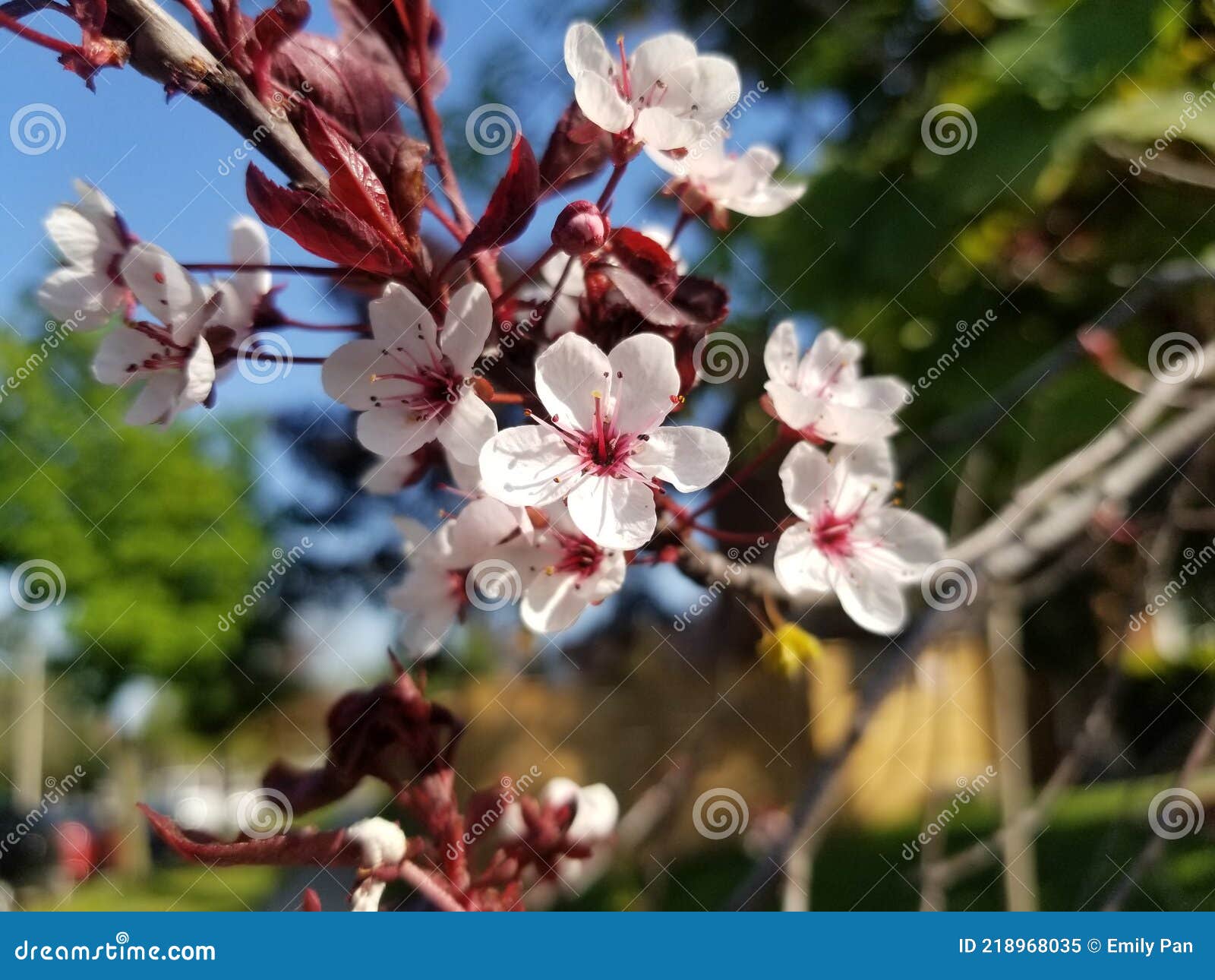 Flowers and Red Leaves stock image. Image of twig, tree 218968035