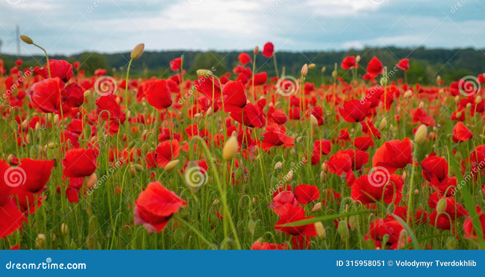 flowers red poppies blossom on wild field. anzac dat. remembrance day. red poppy flower posters, banner, header for