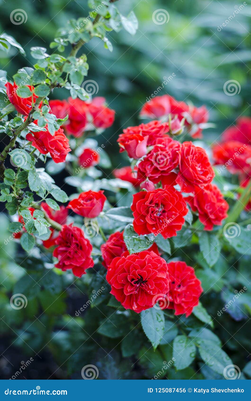 Flowers Of A Red Rose Blooming In An Open Garden Stock Photo Image