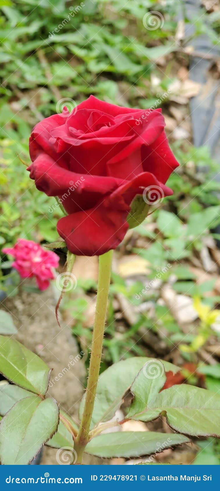 Flowers of Red Rose in Sri Lanka Stock Image Image of pink, lanka