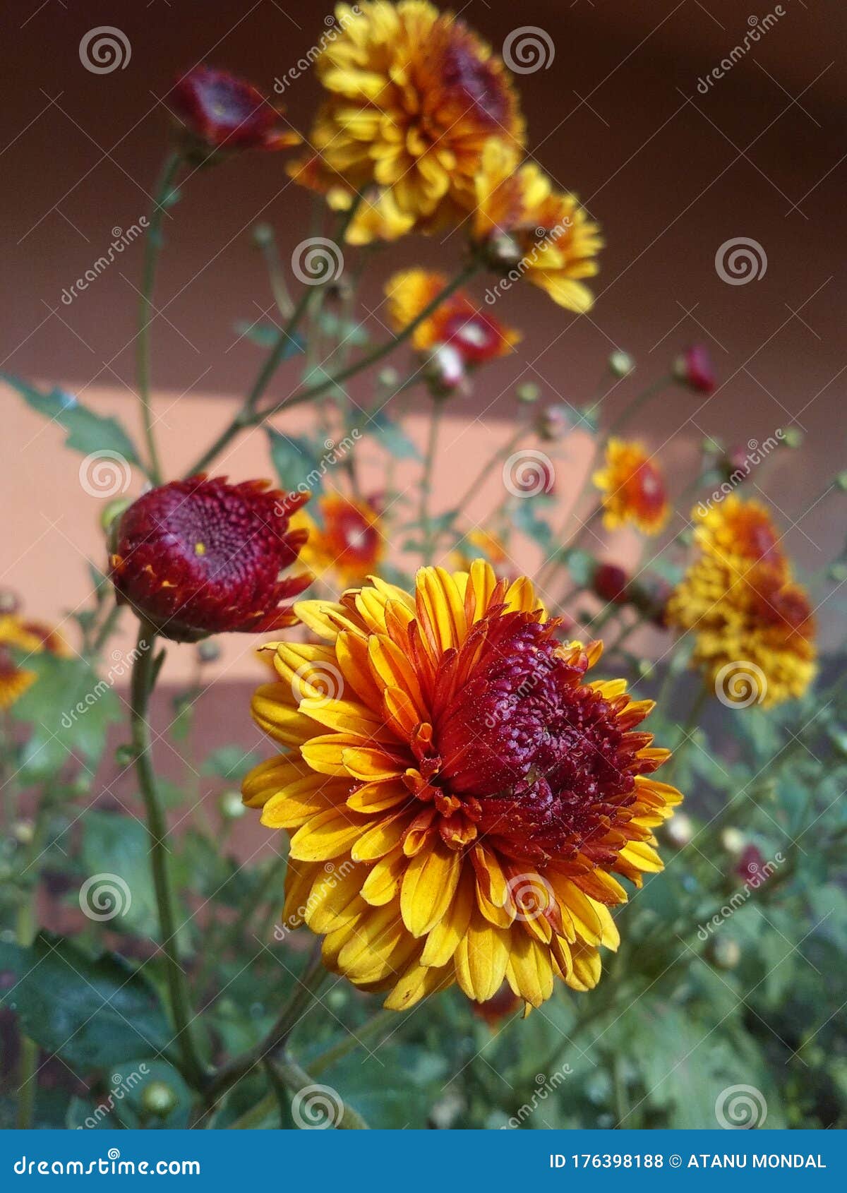 Flowers red and yellow stock photo. Image of beautiful 176398188