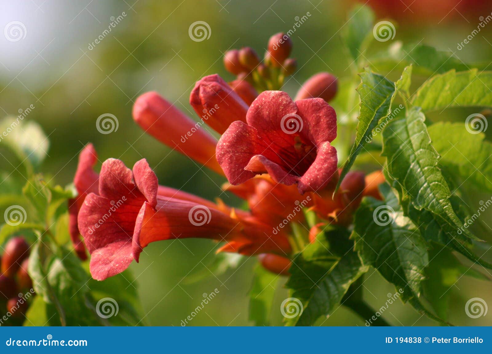 flowers in the refuge