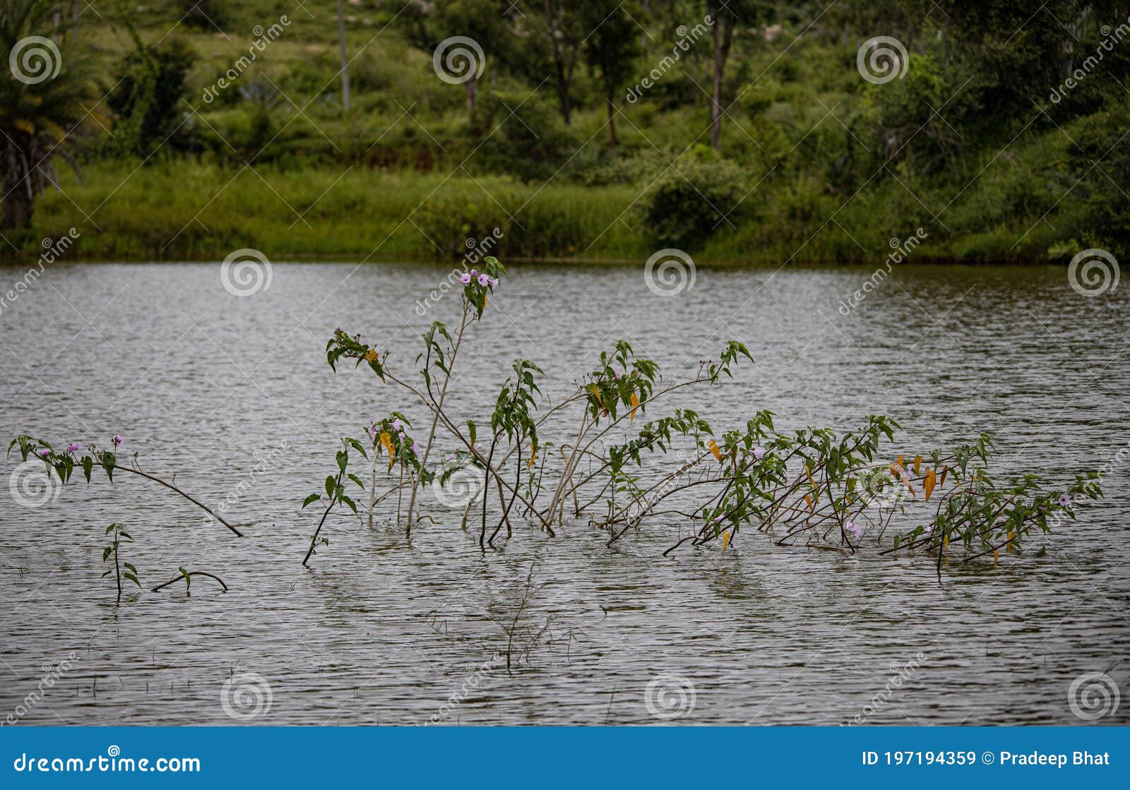 Flowers in river stock image. Image of river, bird, pond 197194359
