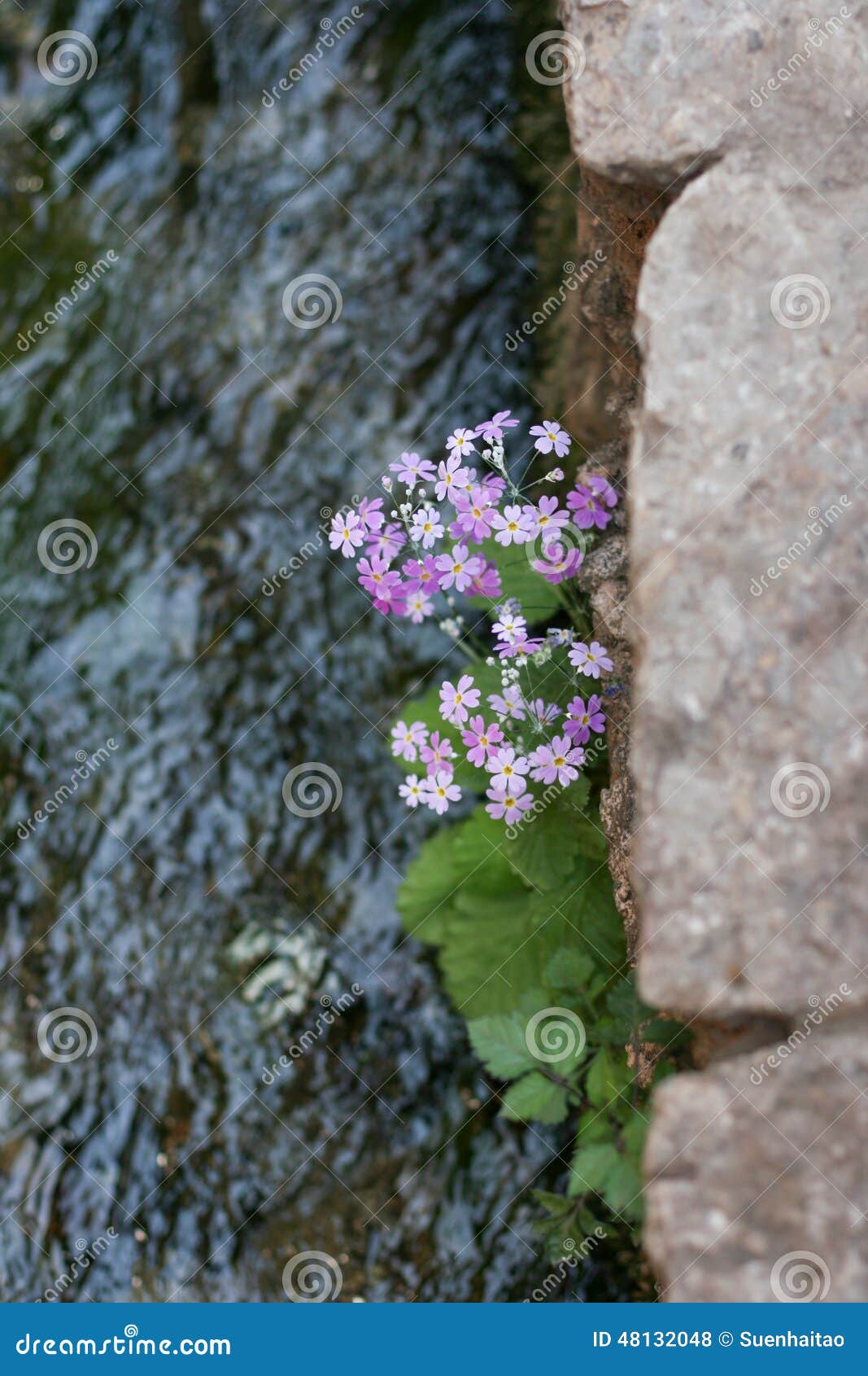 Flowers by the river stock photo. Image of country, evening 48132048