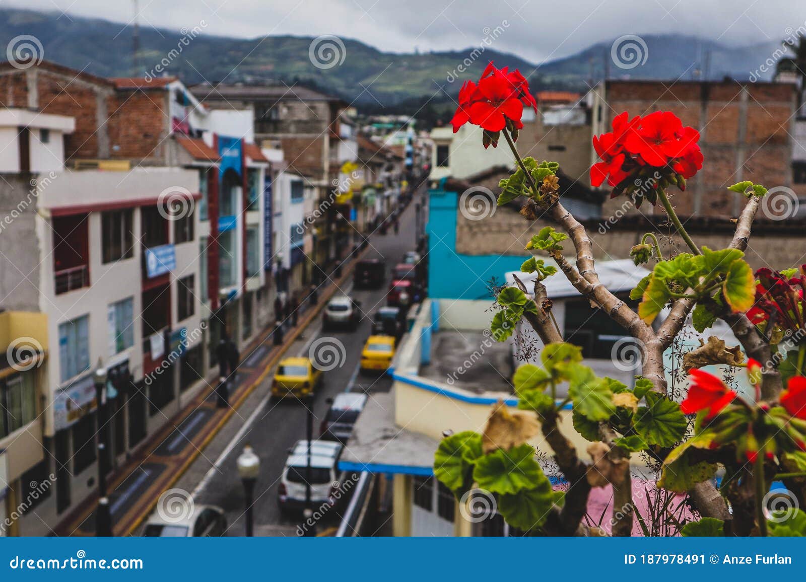 Flowers on the roof stock image. Image of flowers, otovalo 187978491