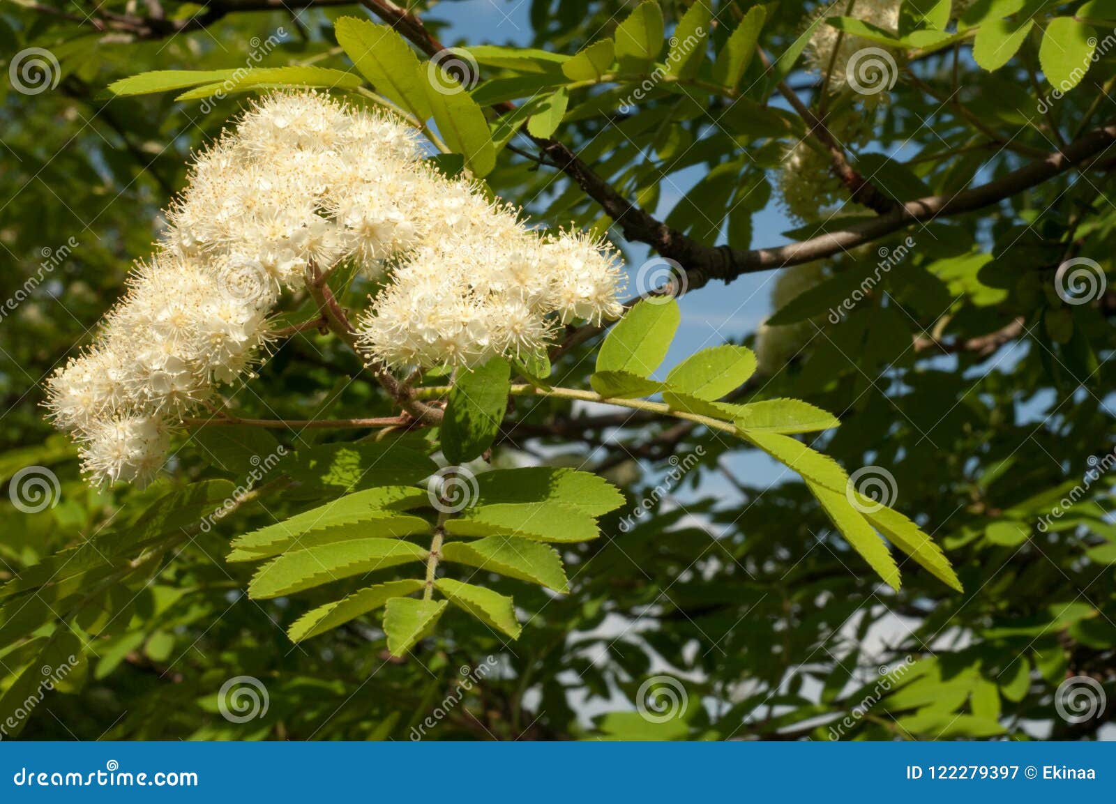 Flowers rowan stock image. Image of natural, panicle - 122279397