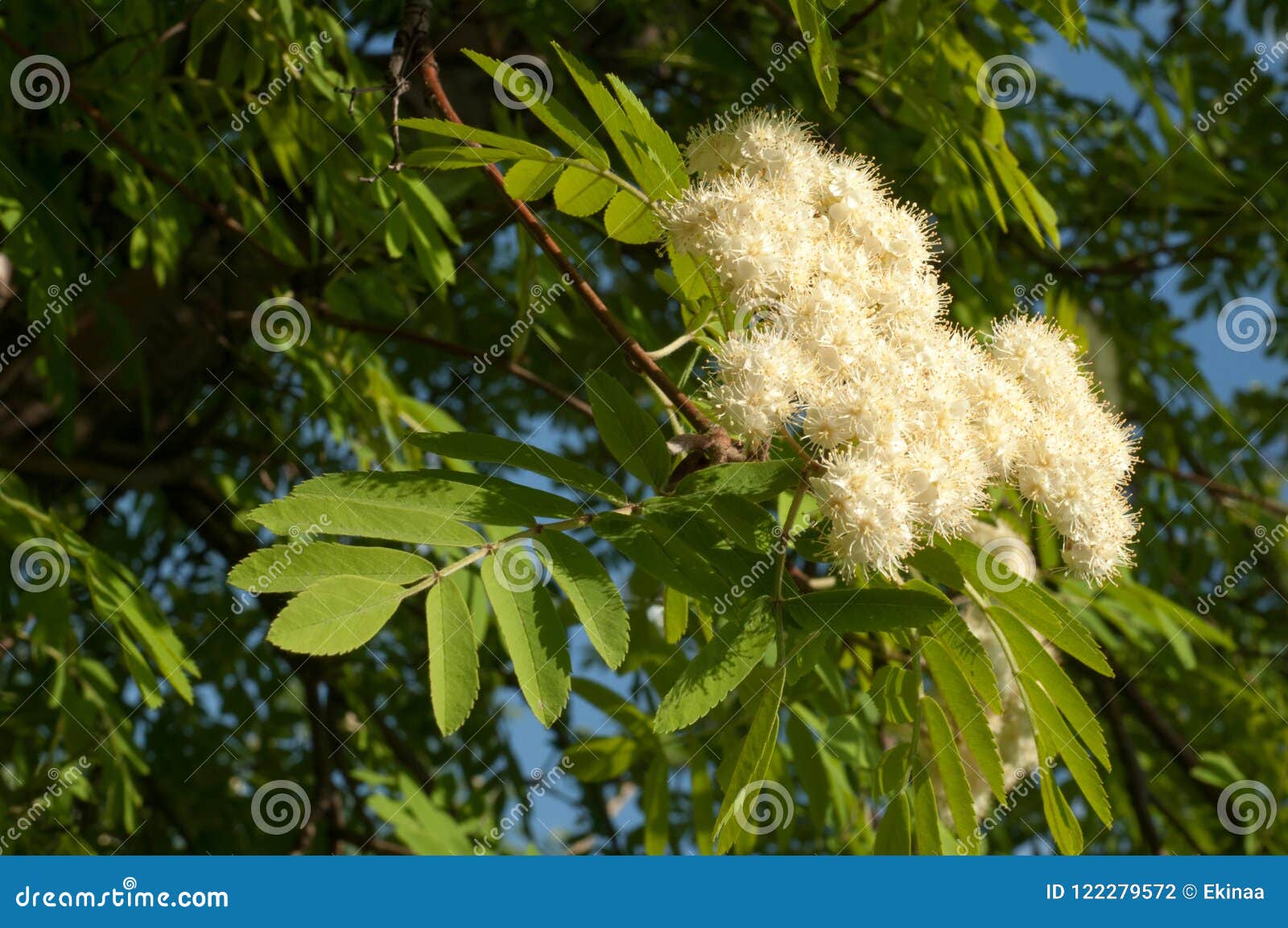 Flowers rowan stock photo. Image of european, blooming - 122279572