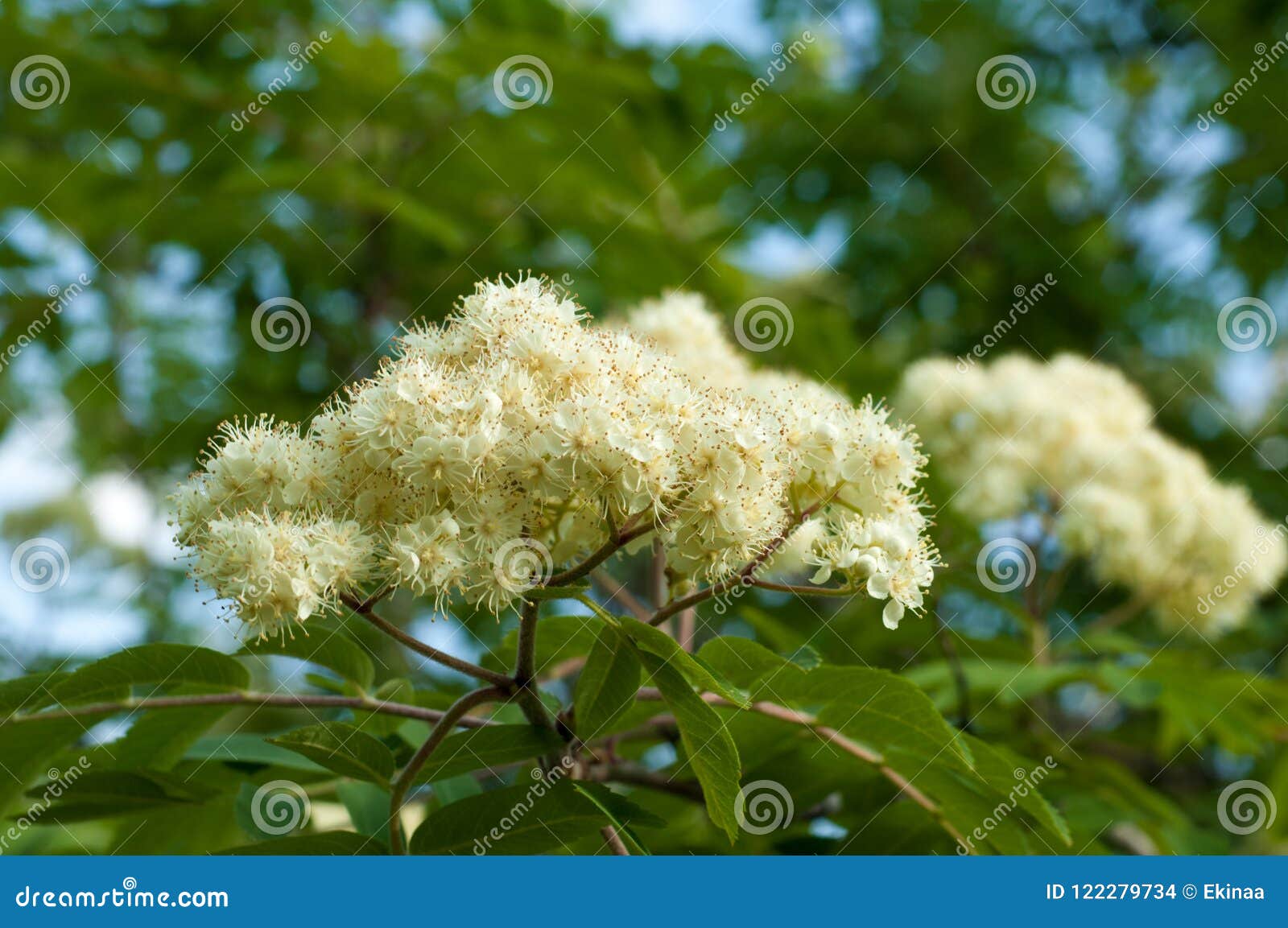 Flowers rowan stock photo. Image of blooming, inflorescence - 122279734