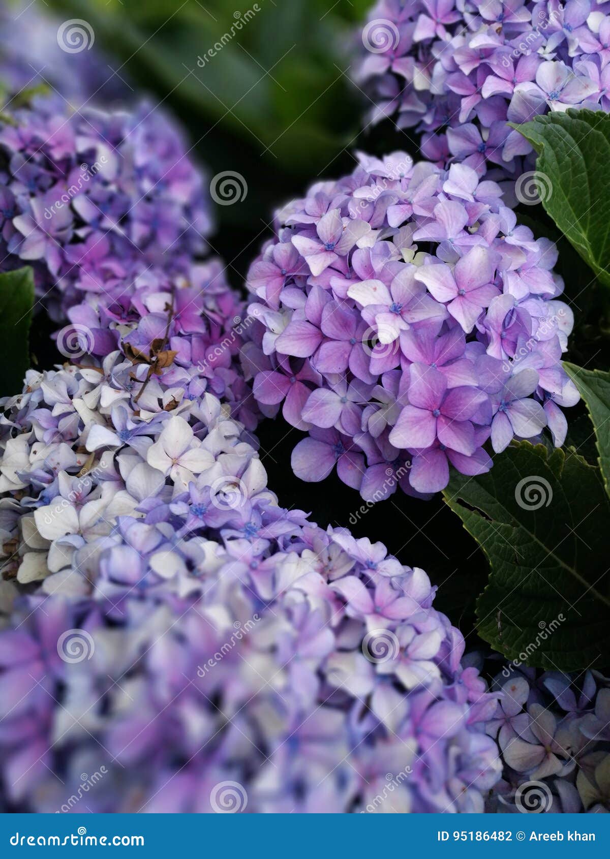 Flowers stock photo. Image of feeling, flower, plant 95186482