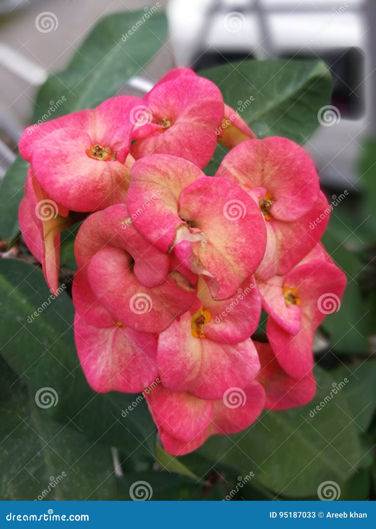 Flowers stock image. Image of plant, petal, feeling, pink 95187033