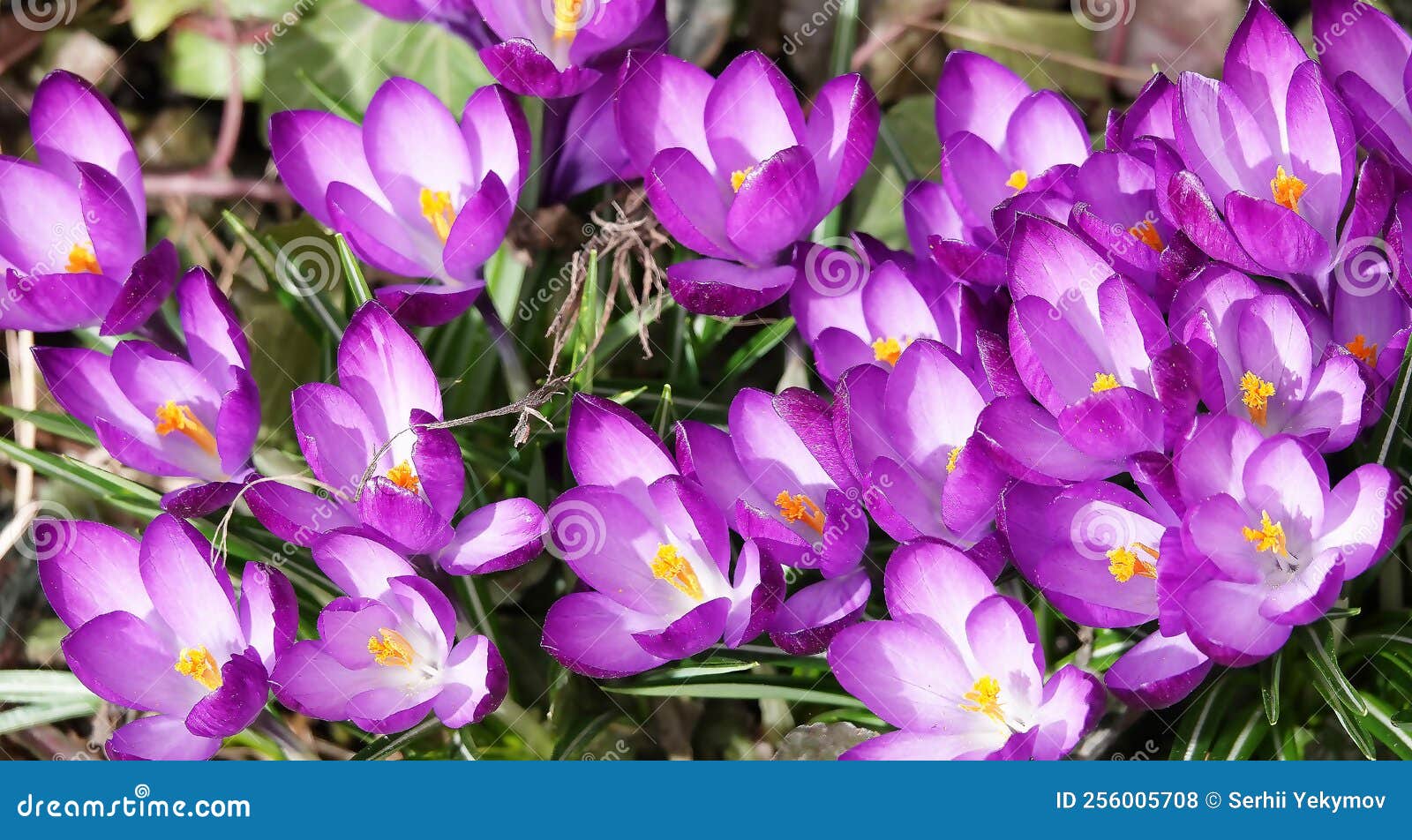 Flowers Saffron sowing stock photo. Image of spring 256005708