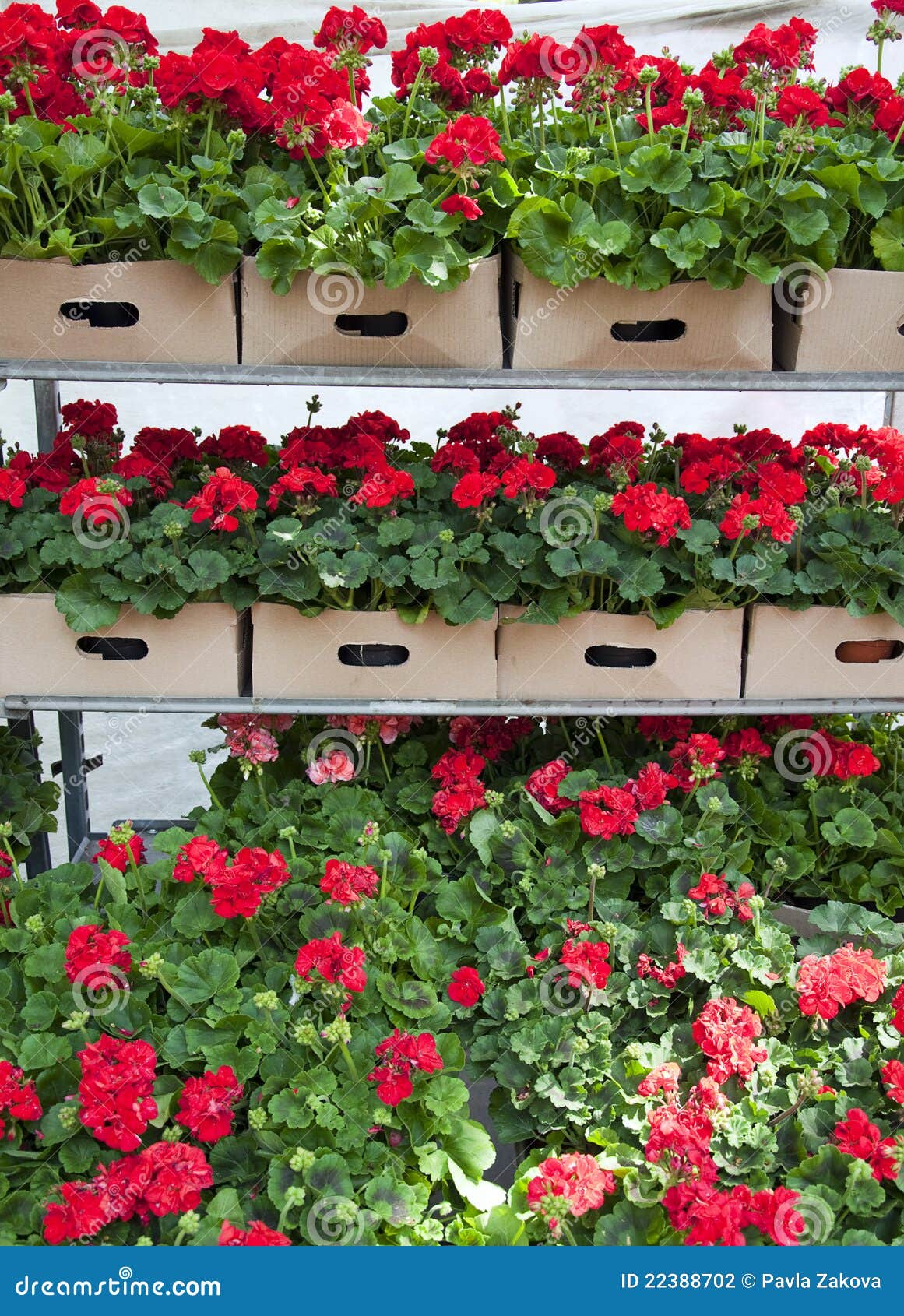 Flowers for sale stock photo. Image of centre, paper 22388702