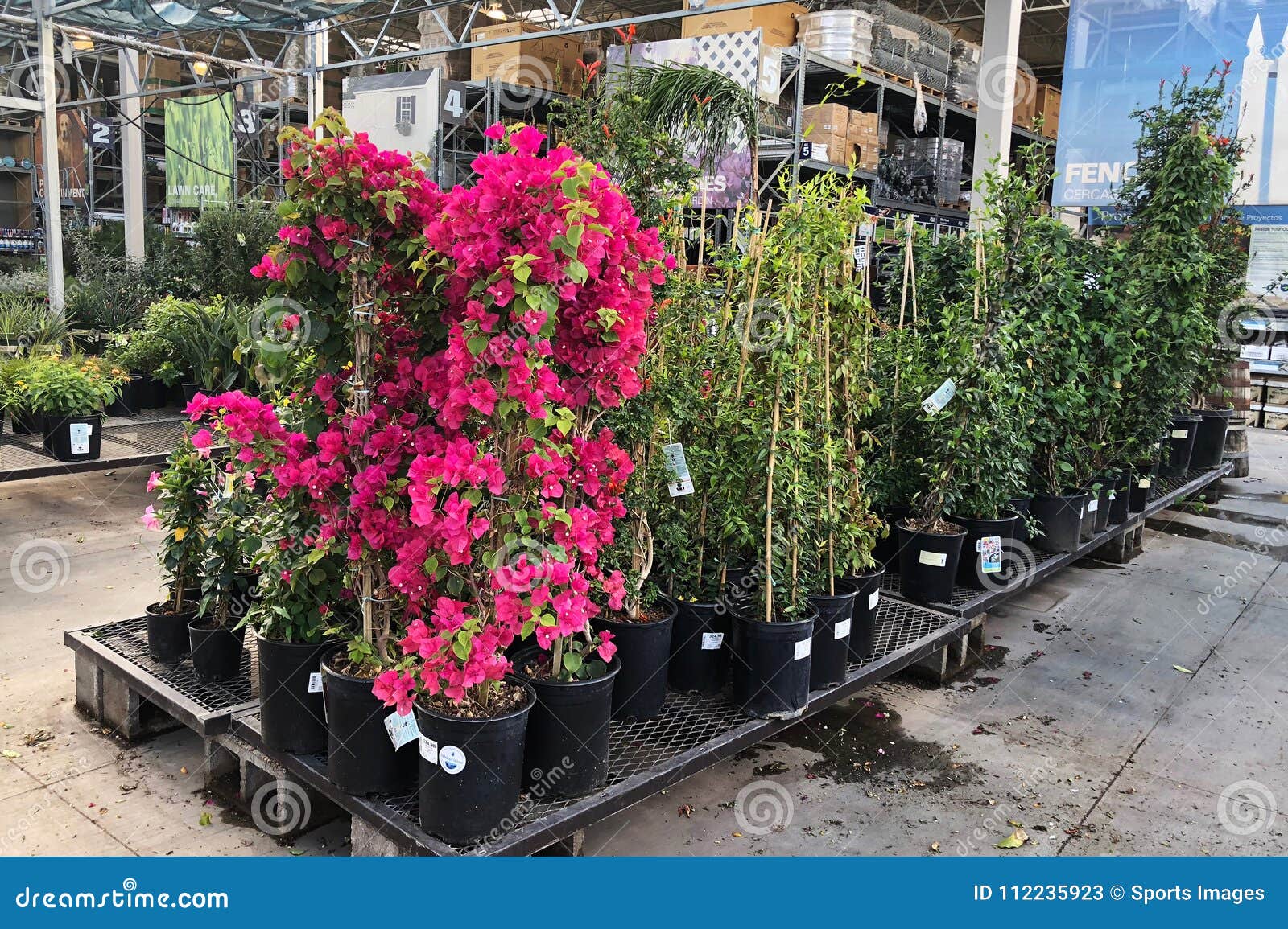 Flowers For Sale At Lowes Garden Center Editorial Stock Photo