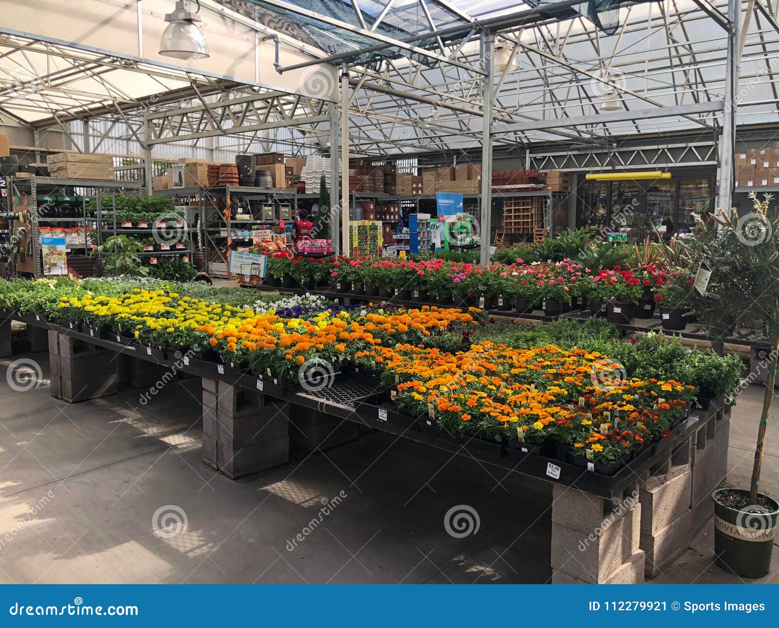 Flowers For Sale At Lowes Garden Center Editorial Photo Image Of