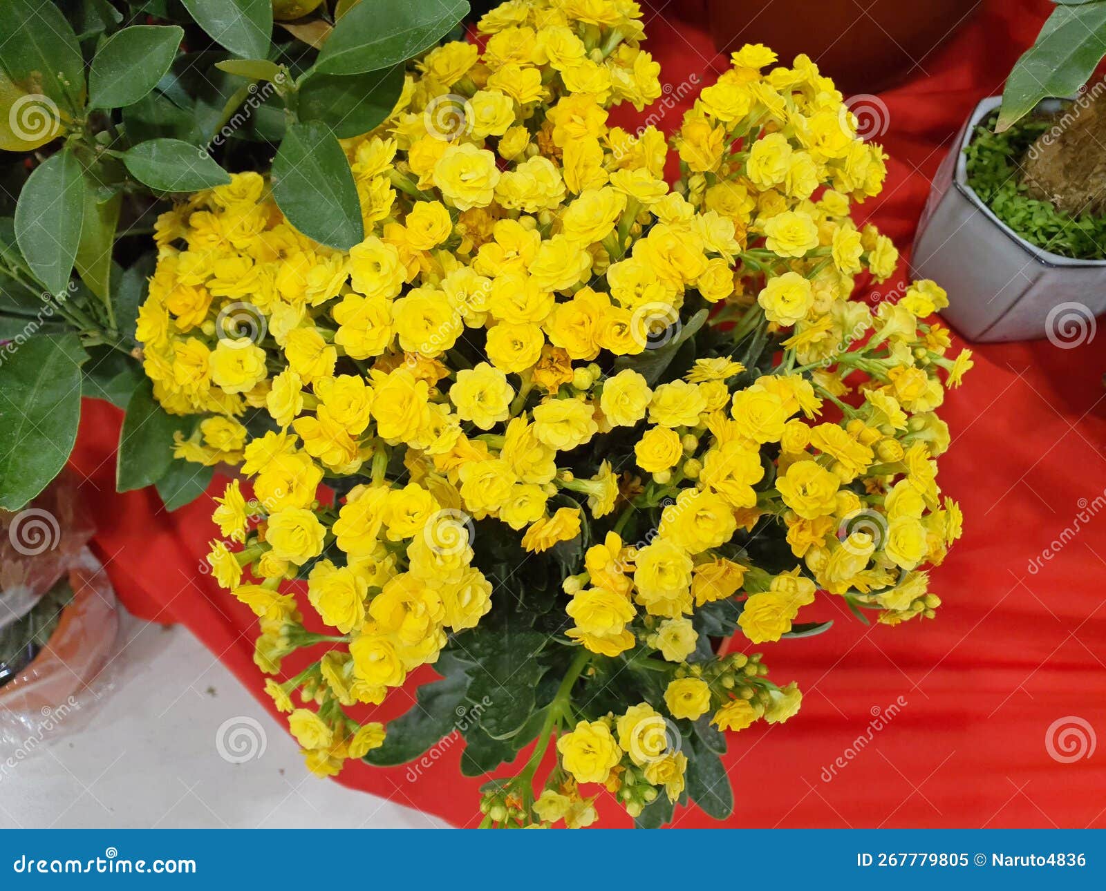 Flowers on Sale in the Supermarket Stock Image Image of bloom