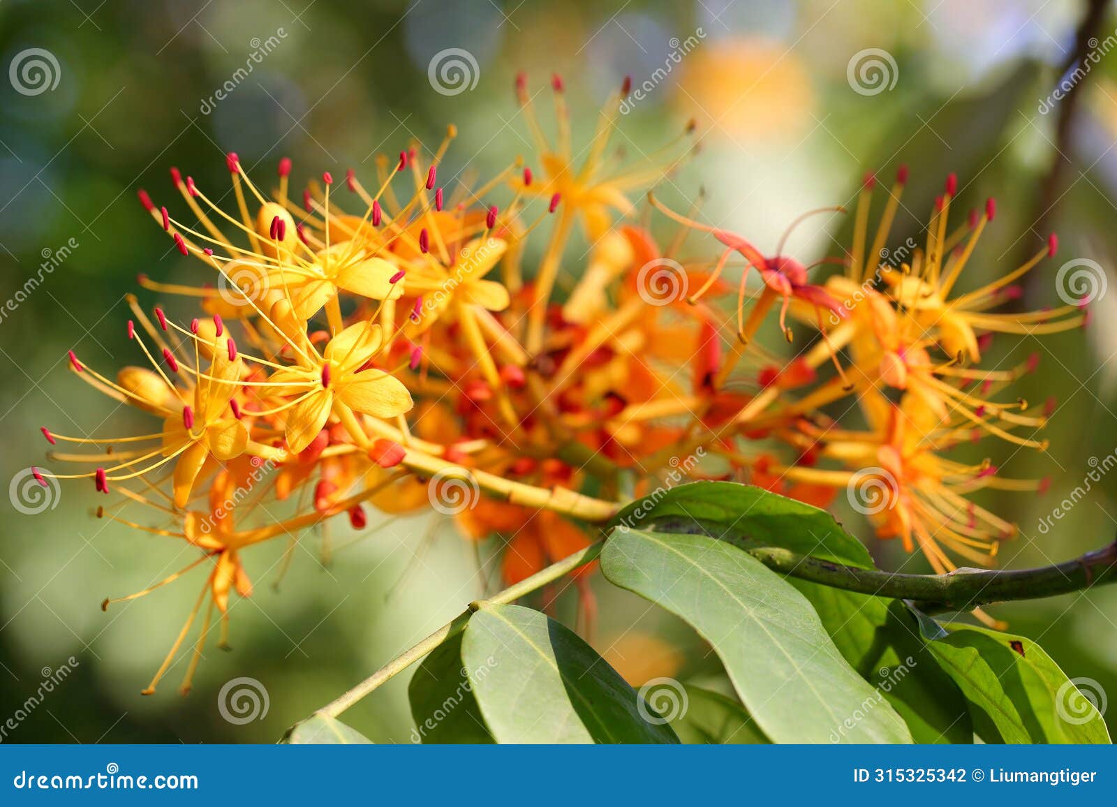 the flowers of saraca dives pierre tree(worry free tree)