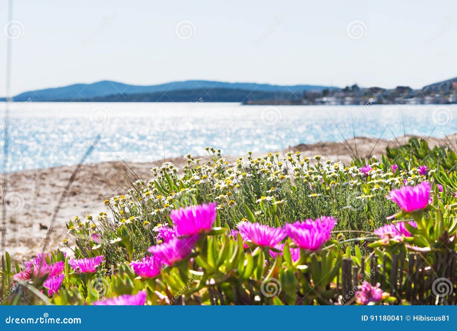 Flowers by the sea stock image. Image of alghero, blossom 91180041
