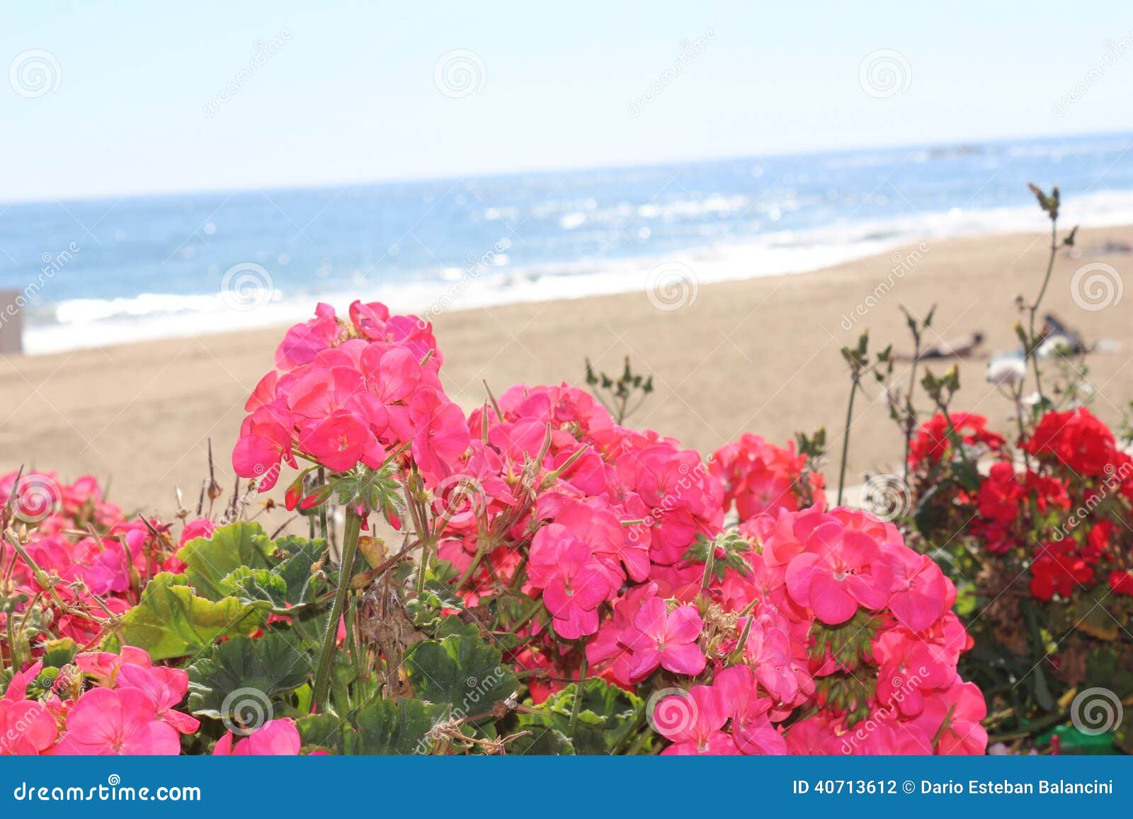 Flowers with sea view stock photo. Image of natural, aquatic 40713612