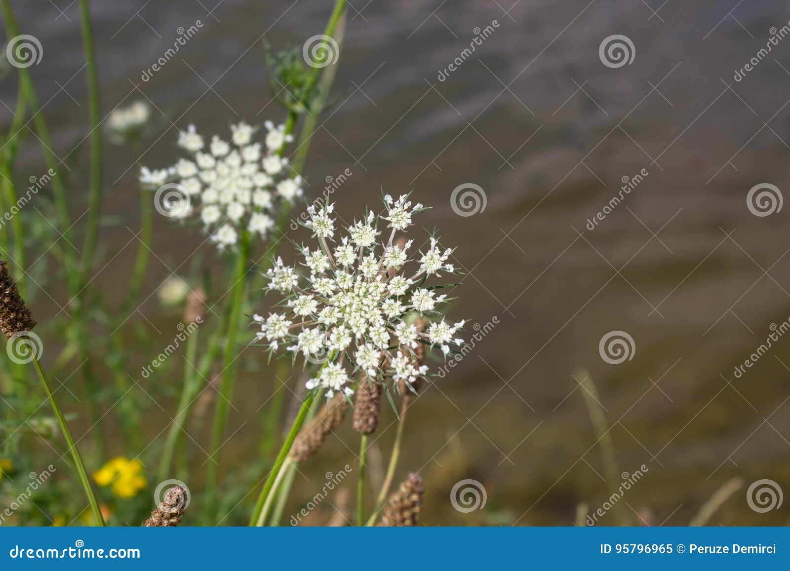 Flowers at the sea stock image. Image of park, evening 95796965