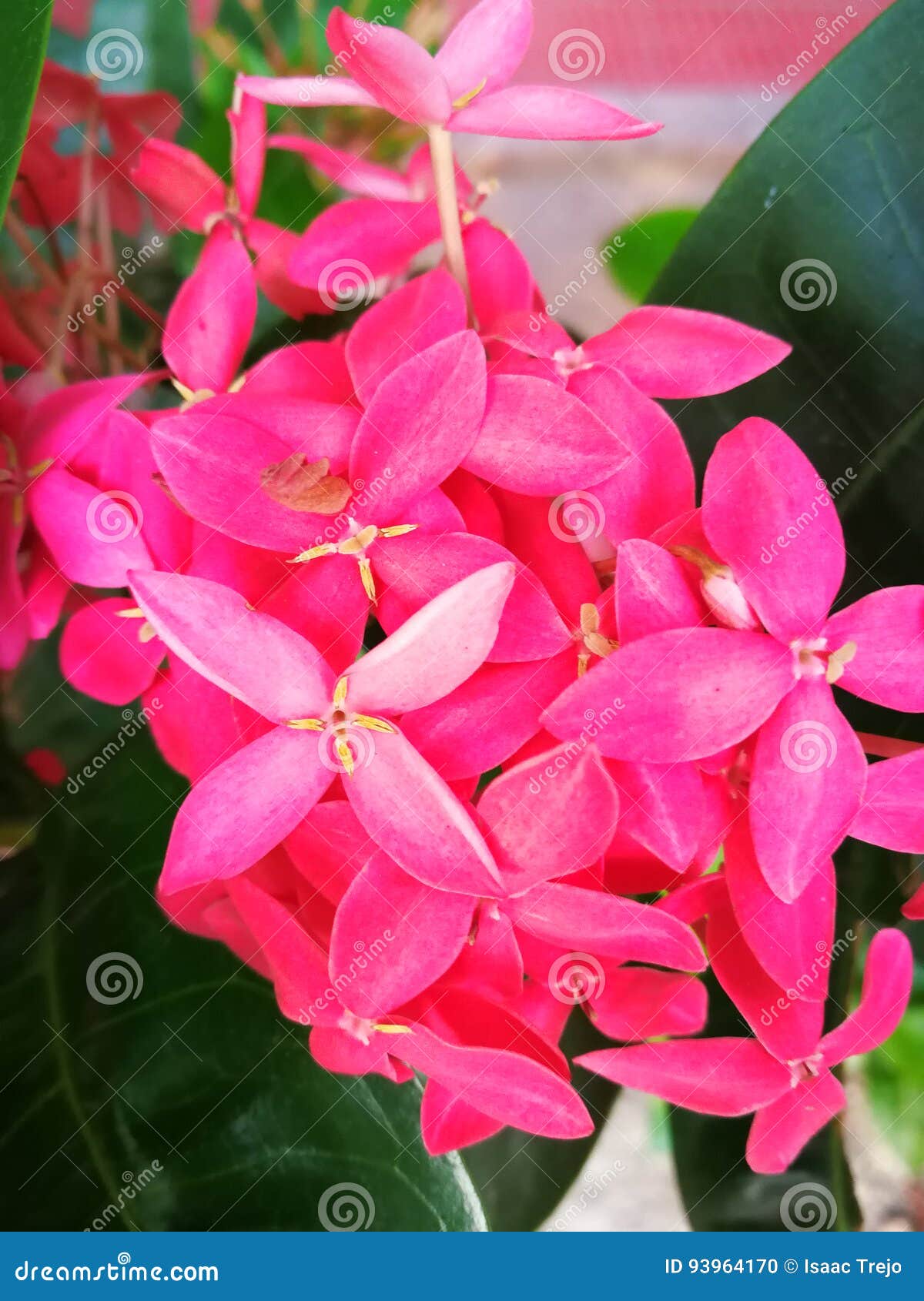 Flowers Season editorial image. Image of season, honduras 93964170