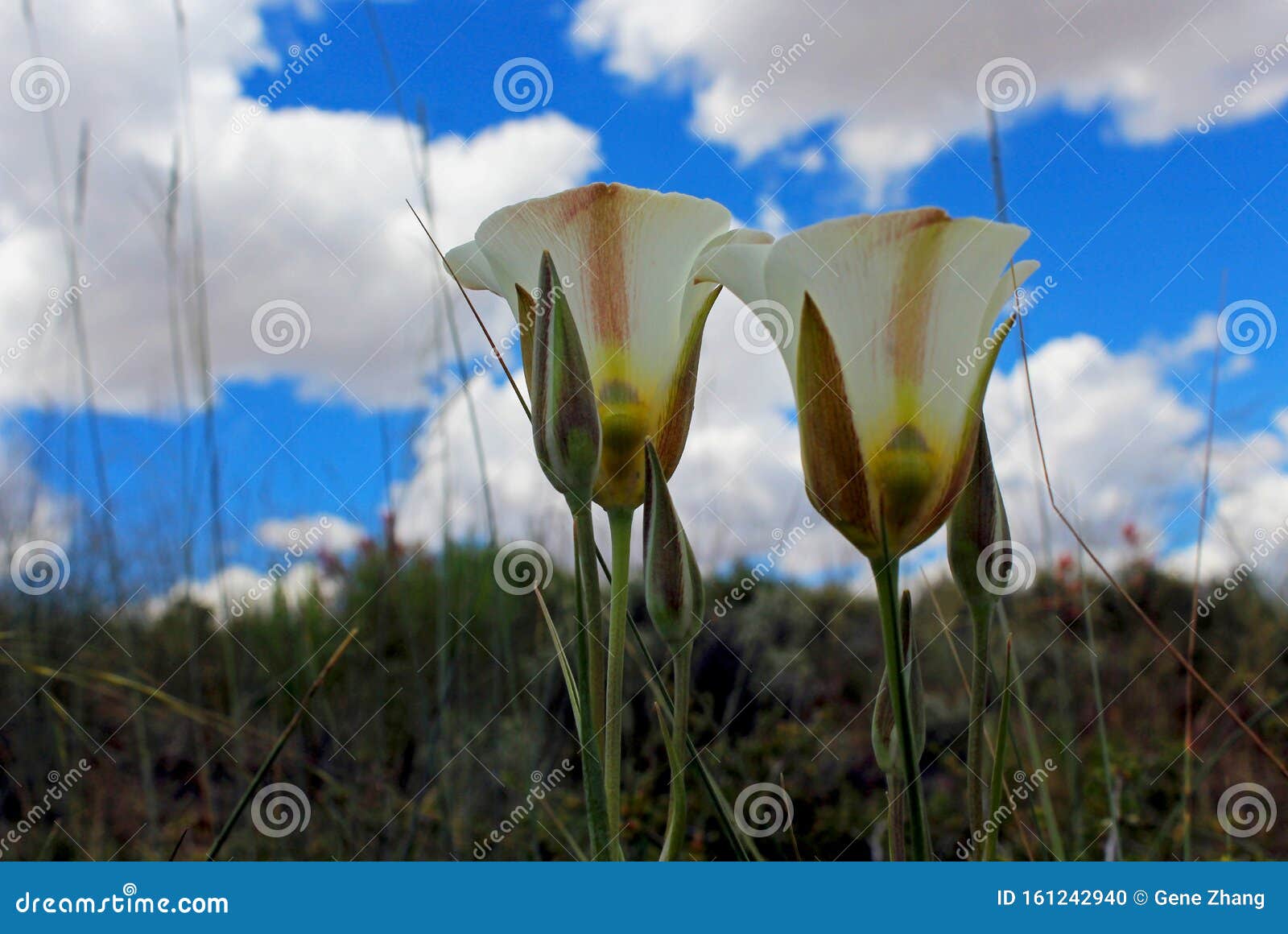 flowers of sego lily under the blue sky, calochortus nuttallii