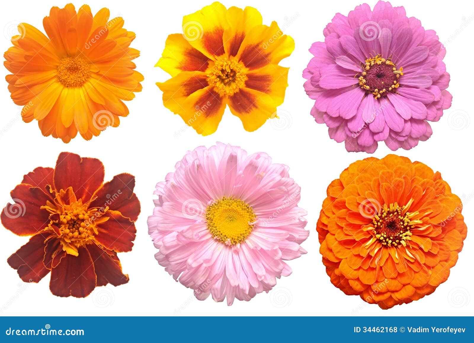 Flowers stock photo. Image of petal, botanical, head 34462168