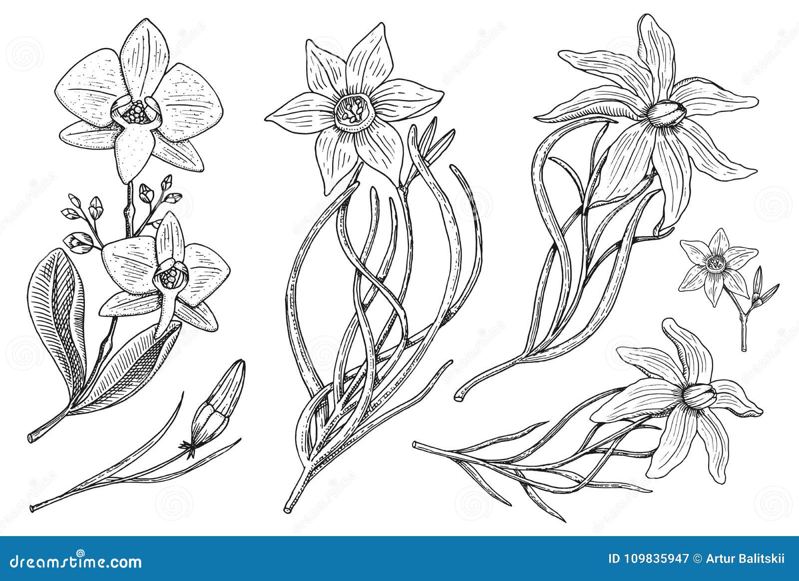 Flowers set of stickers. Wedding botanical garden or plant. Vector  illustration. engraved hand drawn in old victorian sketch. roses with  leaves and buds, herb medicinal chamomile daffodil orchid lily Stock Vector  Image