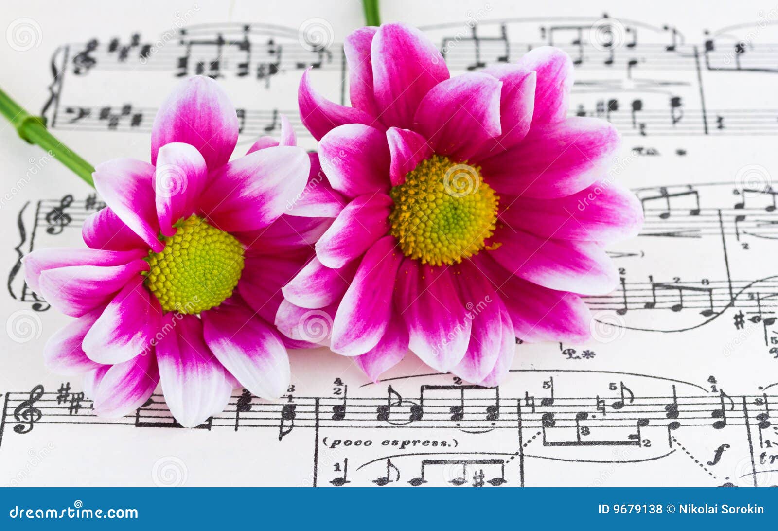 Flowers on sheet music stock photo. Image of petal 