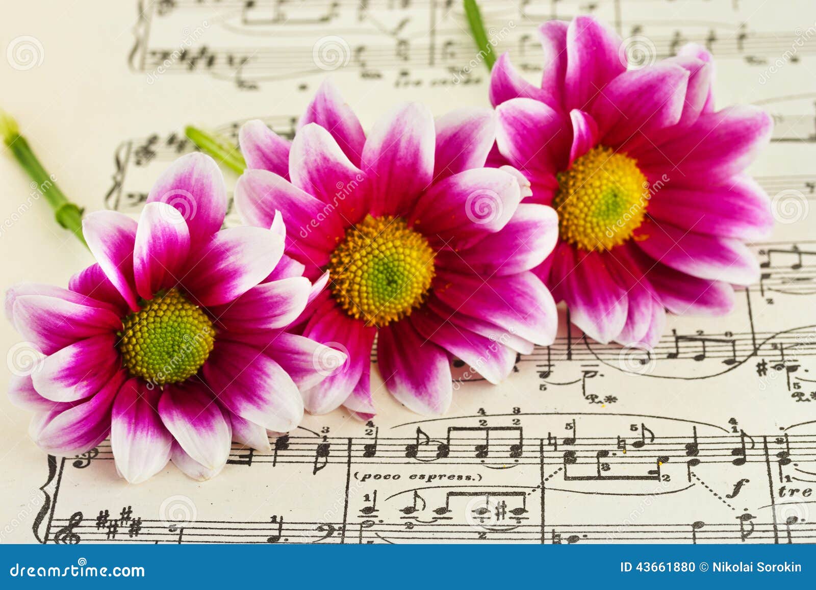 flowers on sheet music