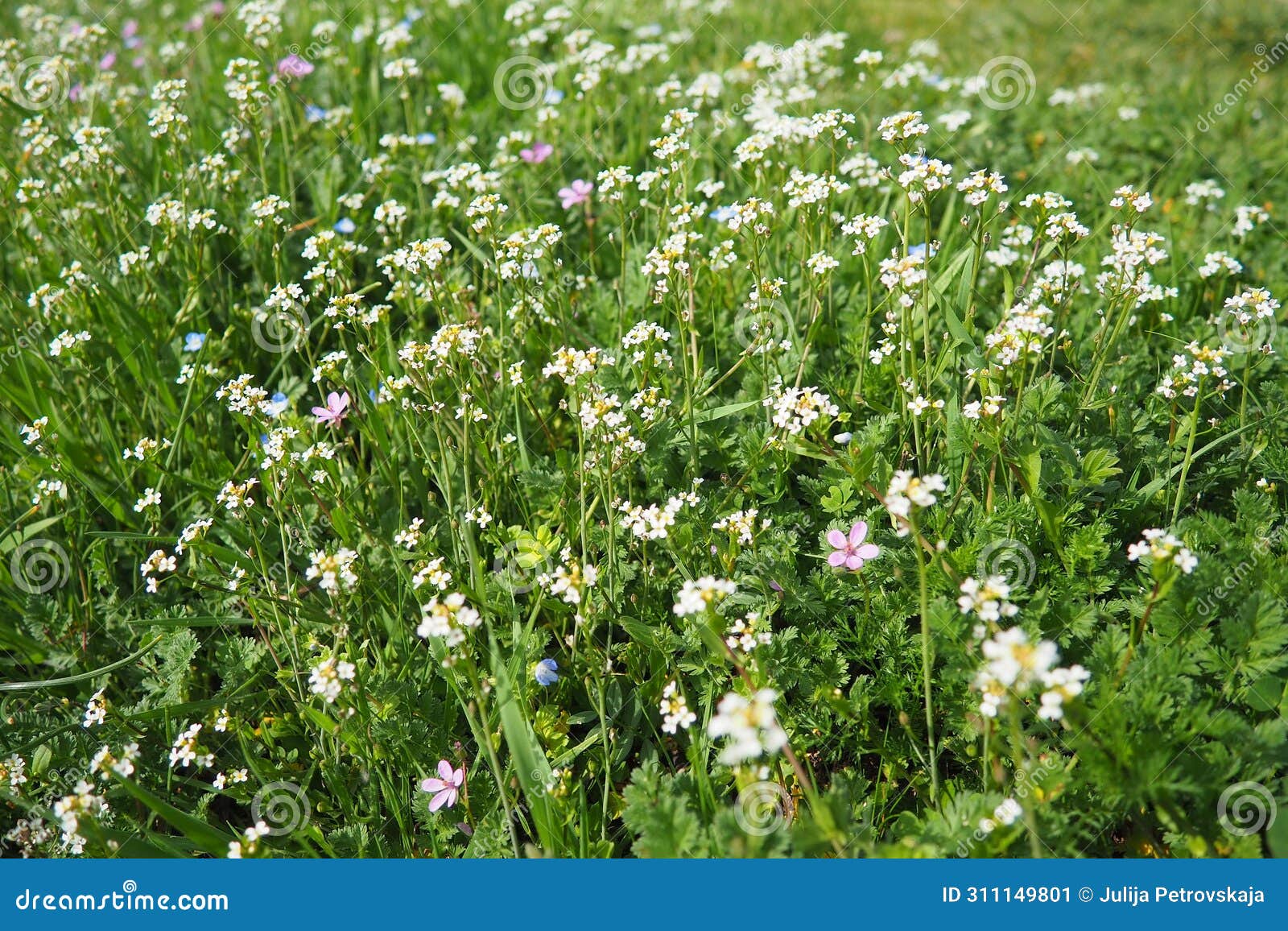 flowers of shepherd's purse. capsella bursa-pastoris known because of its triangular flat fruits, purse-like, is a