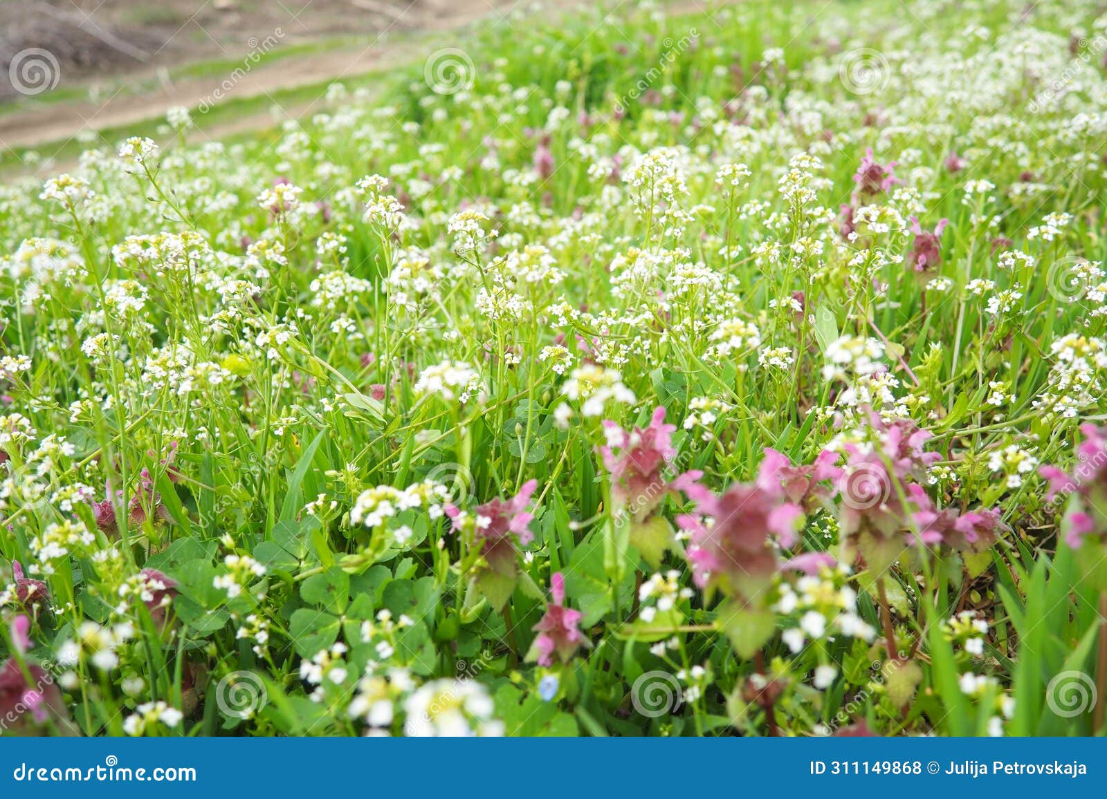 flowers of shepherd's purse. capsella bursa-pastoris known because of its triangular flat fruits, purse-like, is a