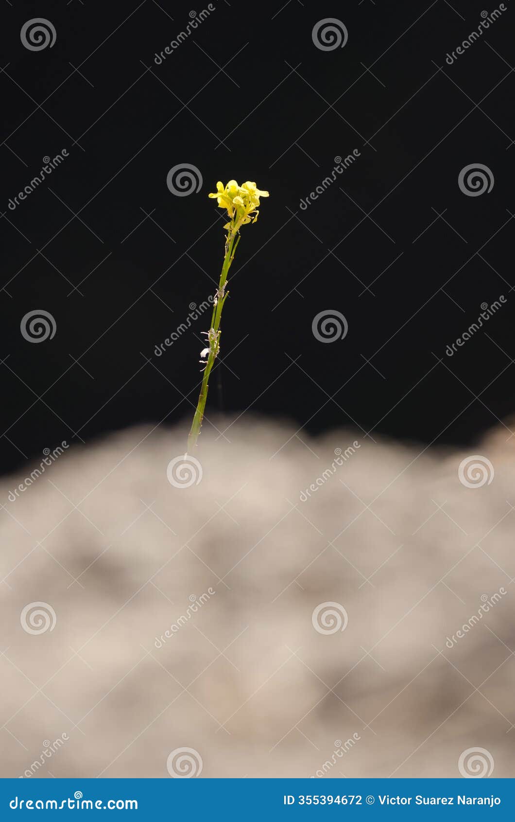 flowers of shortpod mustard