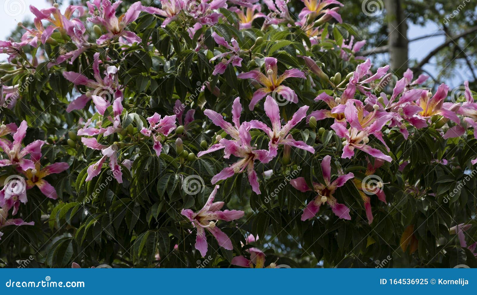 Flowers Of Silk Floss Tree Stock Image Image Of Royal