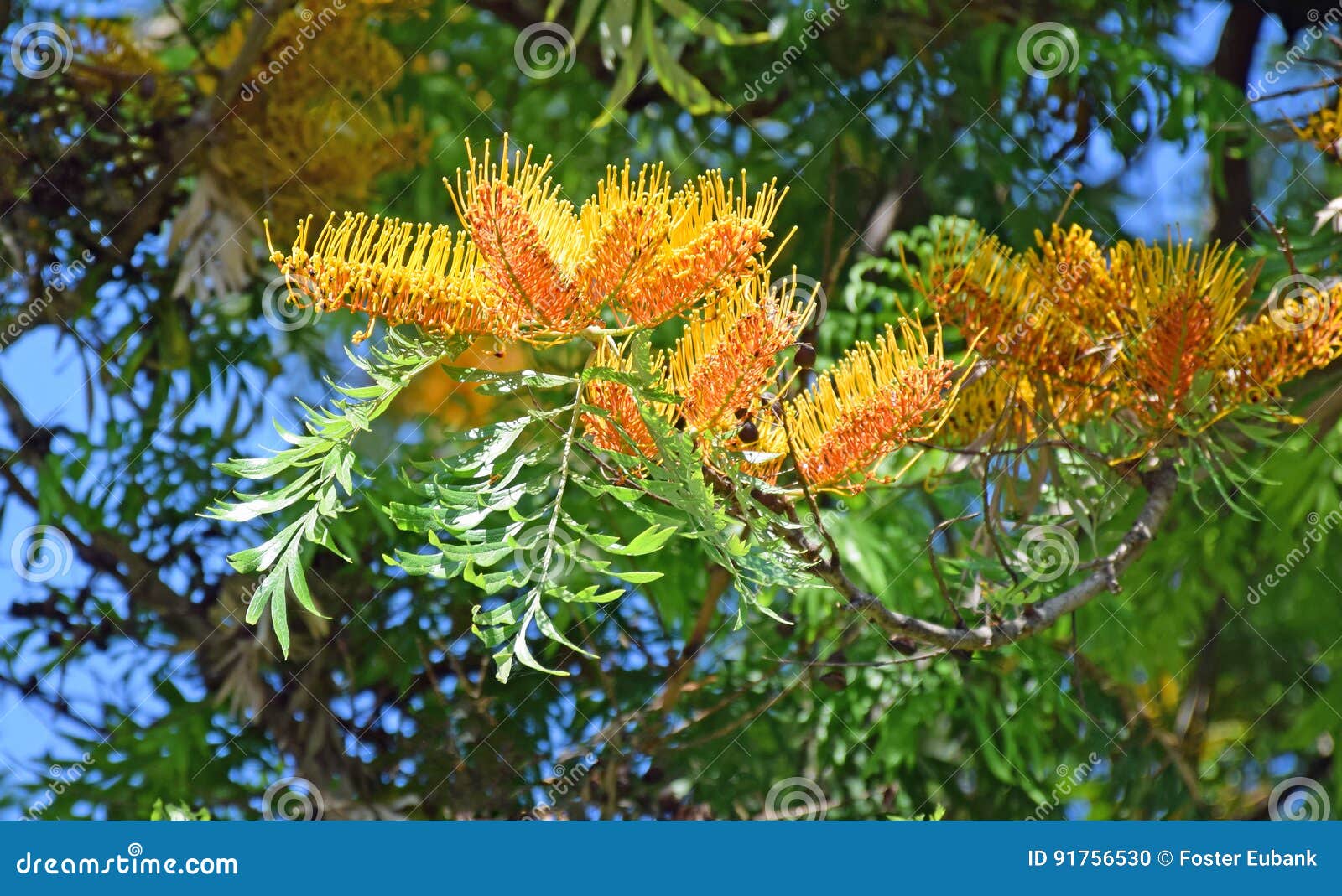 flowers of a silk oak tree or grevillea robusta in laguna woods,caifornia.