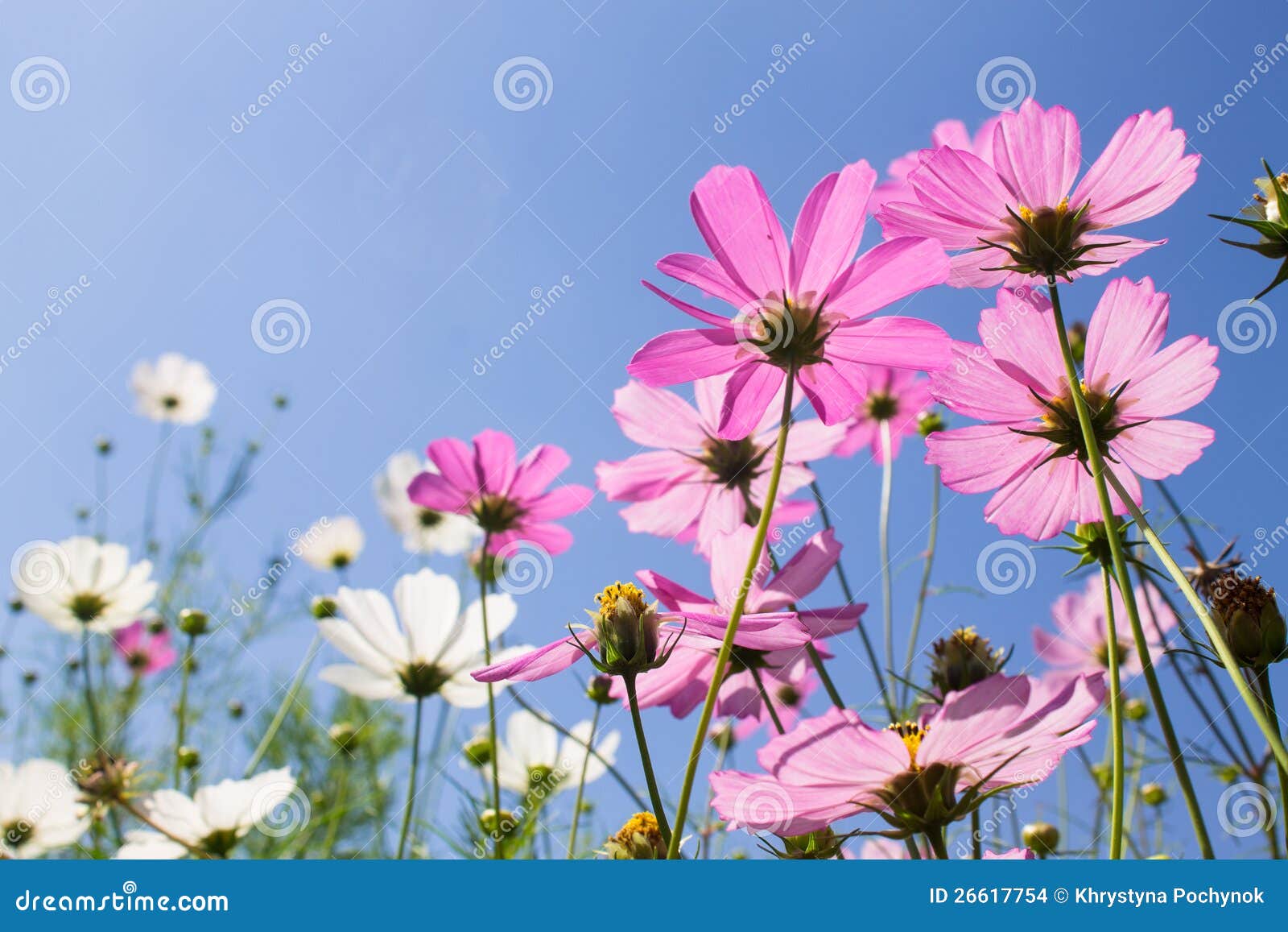 Flowers on sky background stock photo. Image of nature 26617754